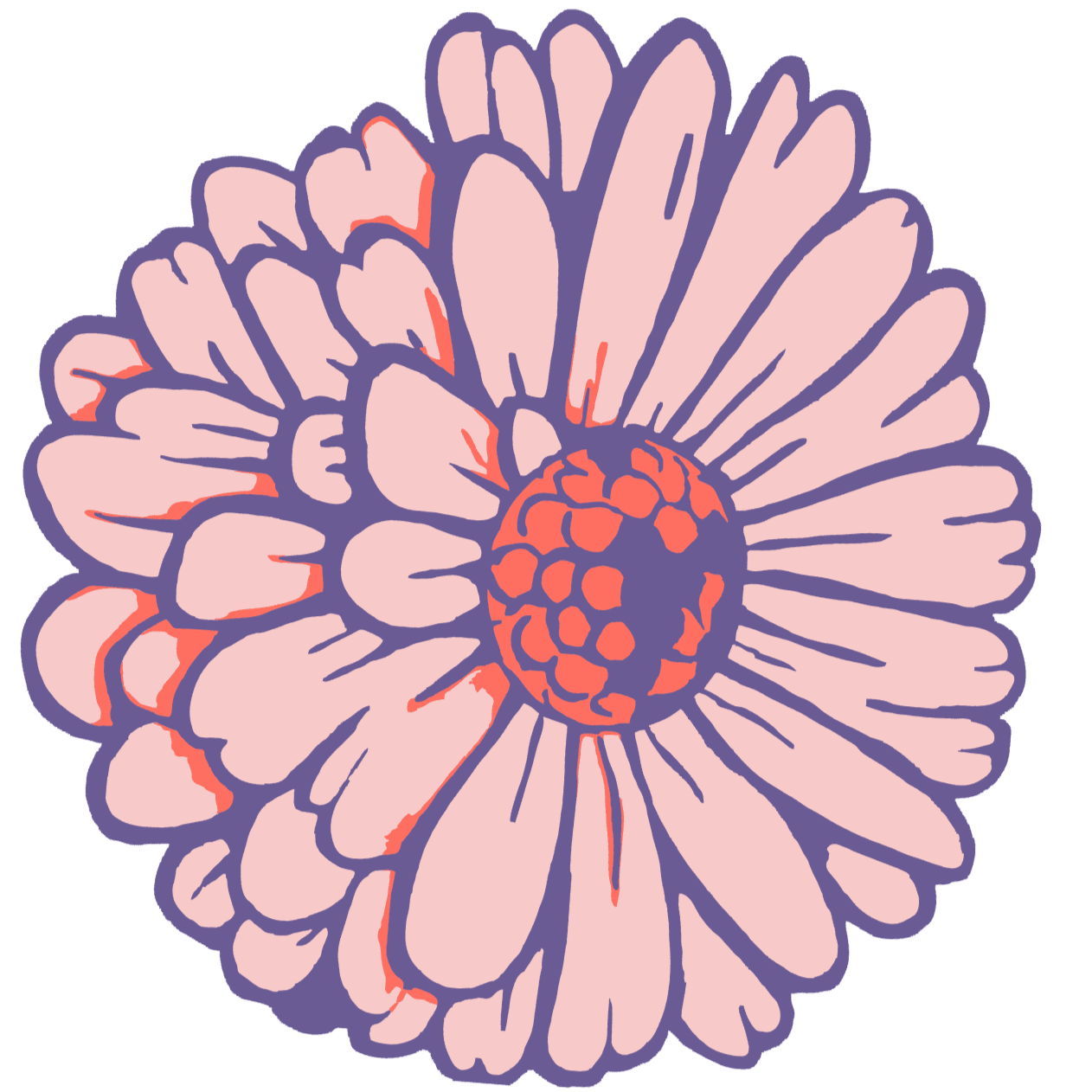 Illustration of a pink daisy flower with purple outlines and orange center details.