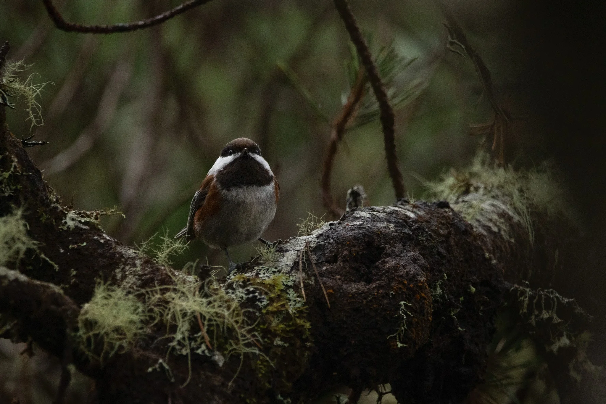 birds-12.jpg