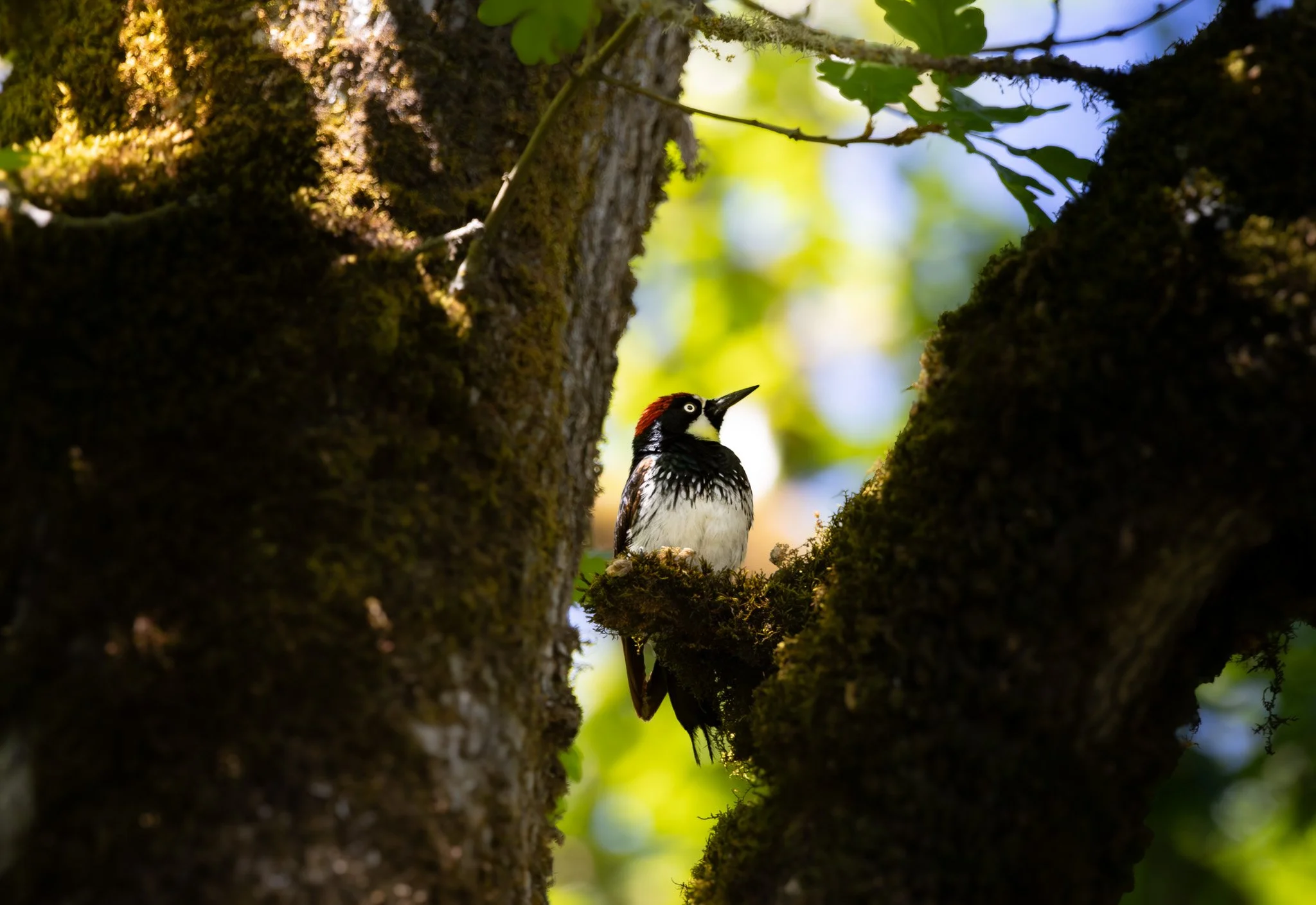 birds-08.jpg