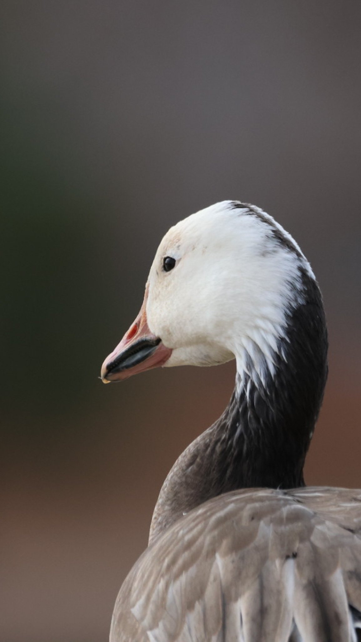 birds-02.jpg