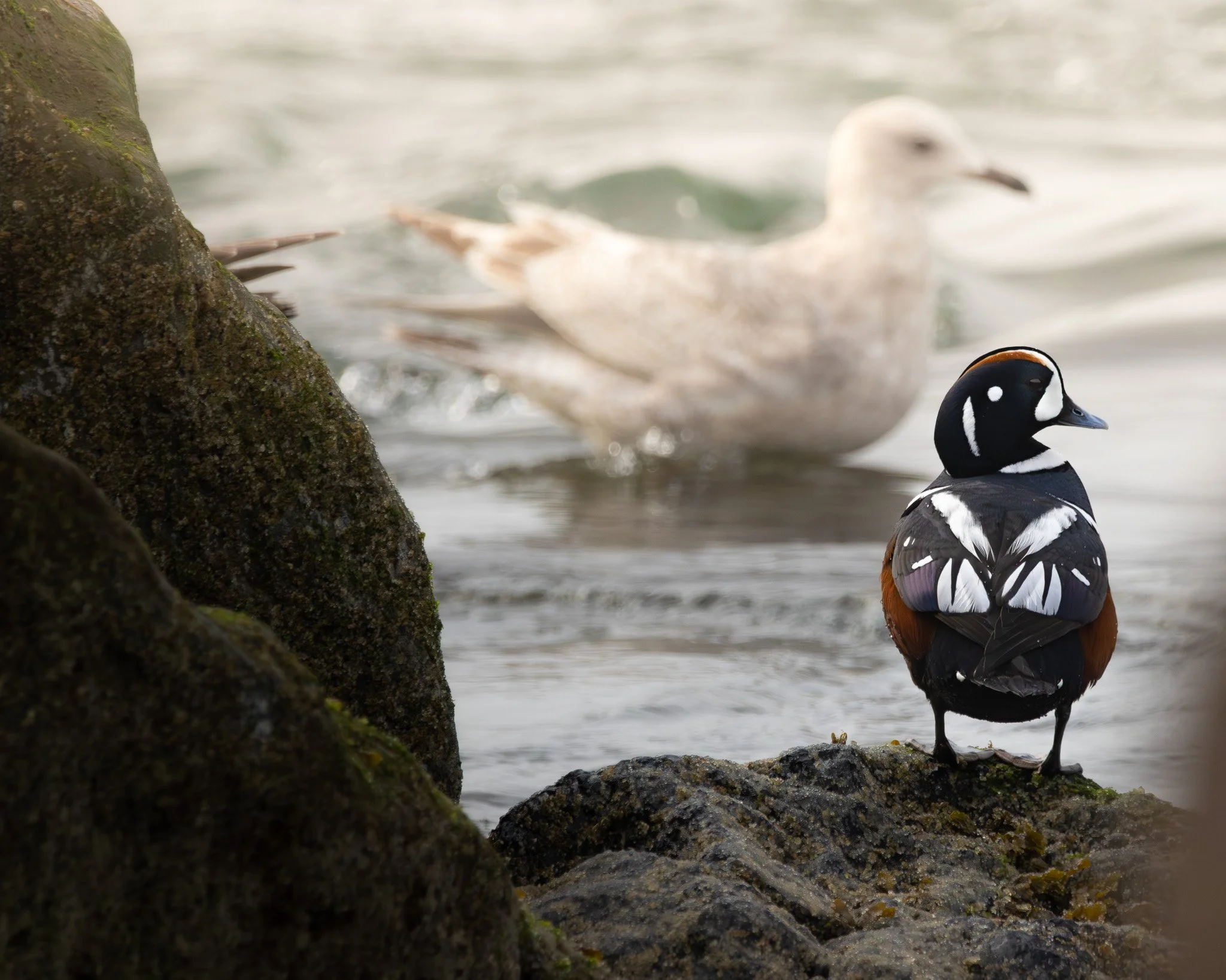 Harlequin Duck