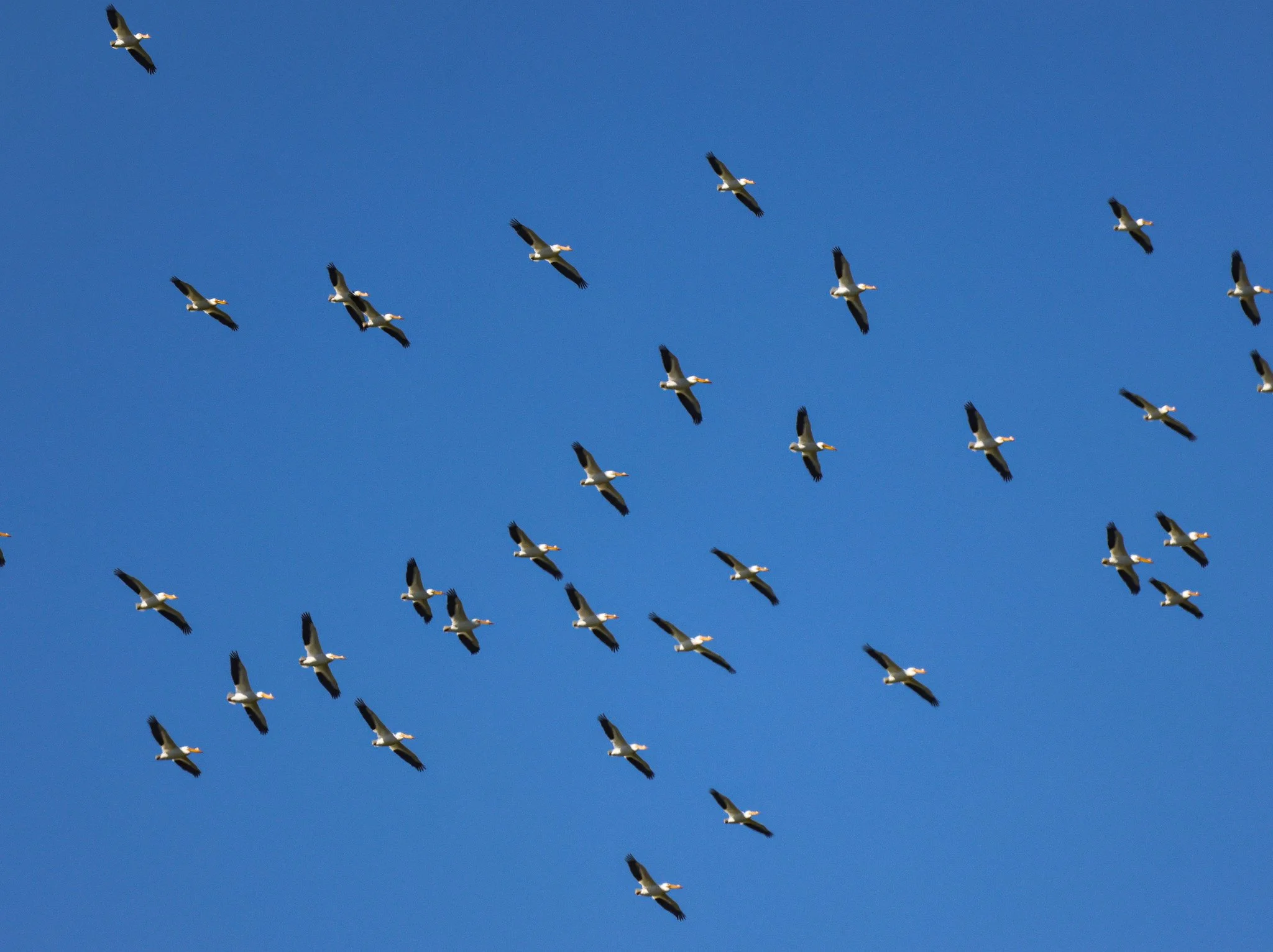 White Pelican