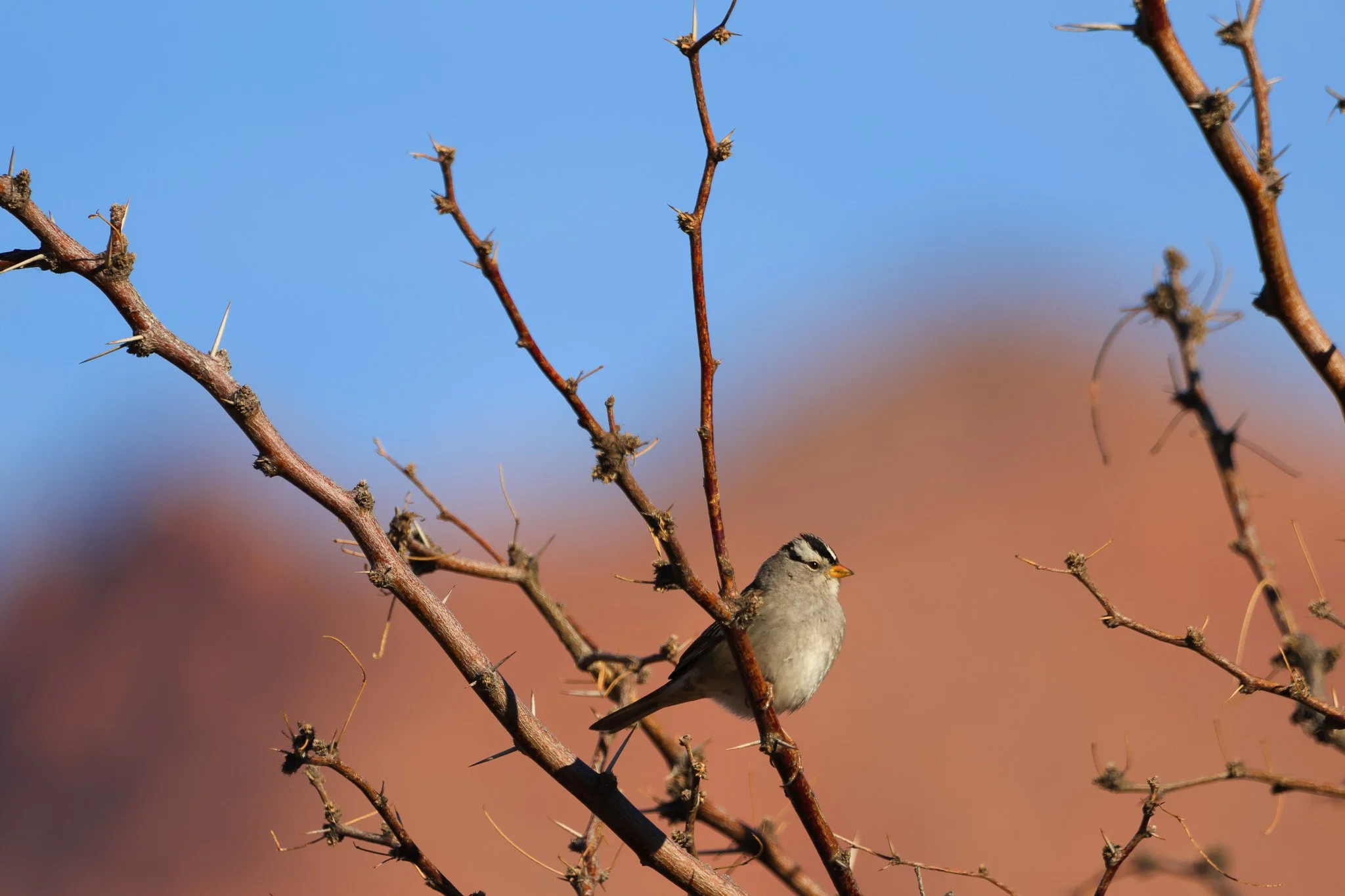 birds-01.jpg