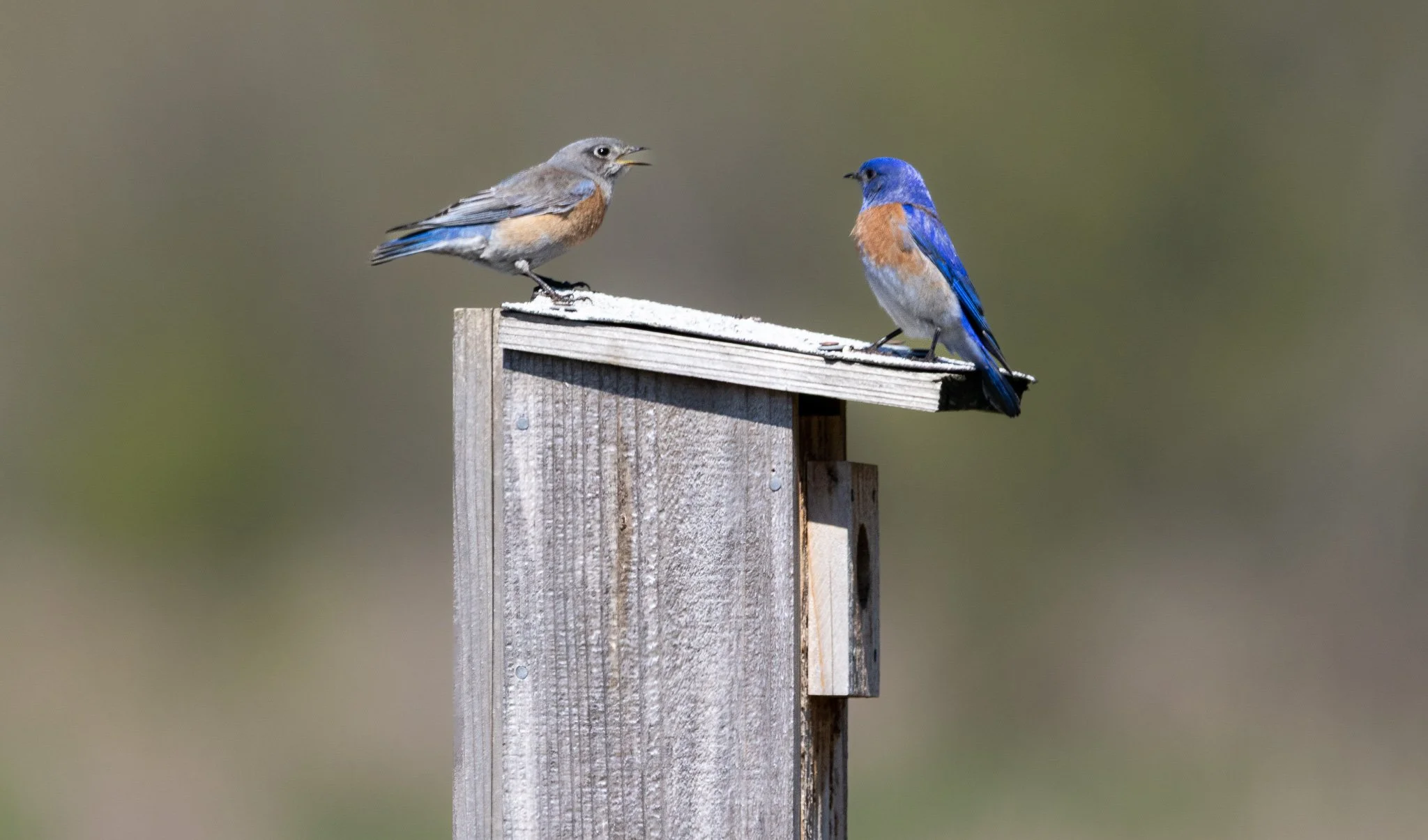Western Bluebird