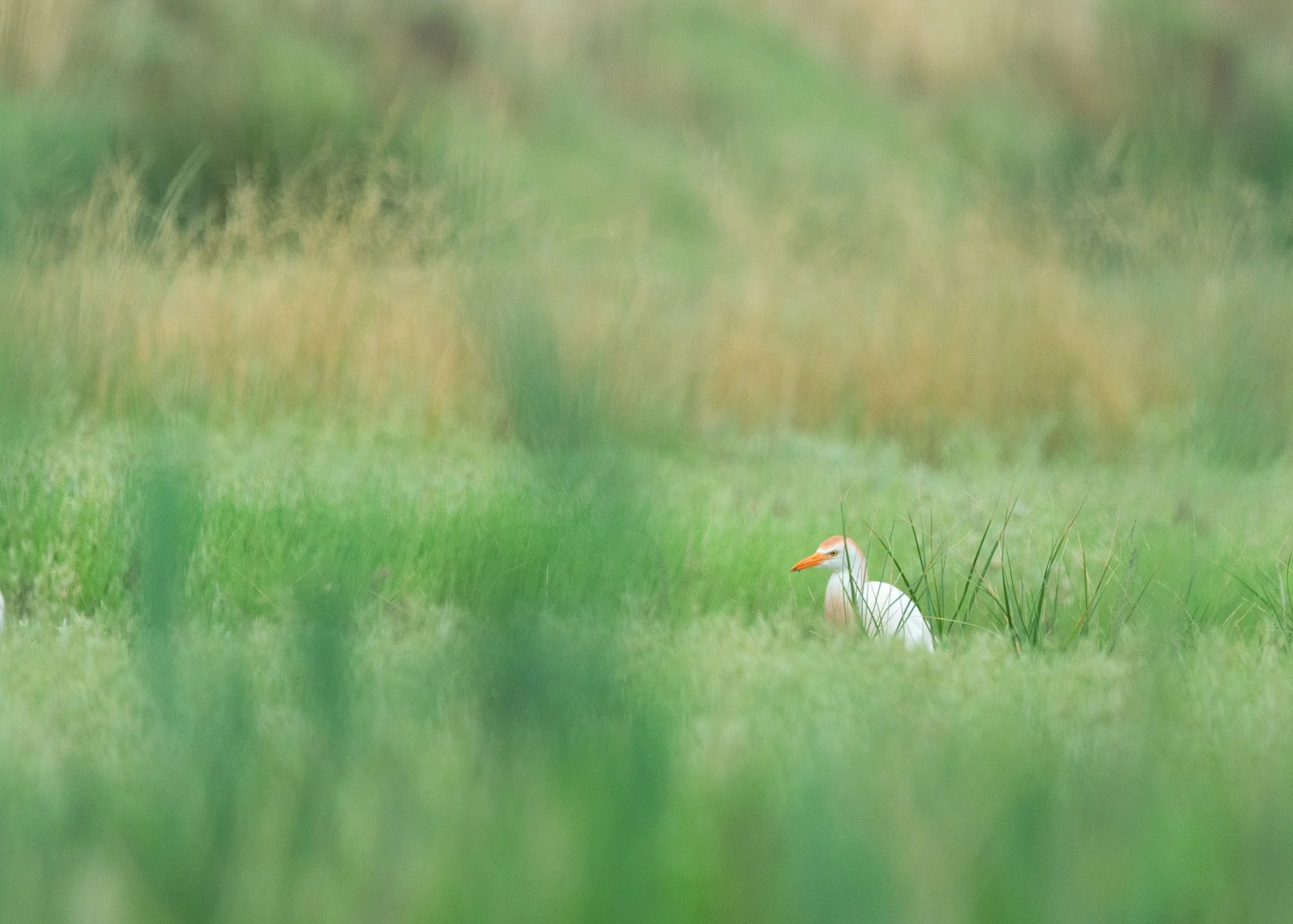 birds-03.jpg