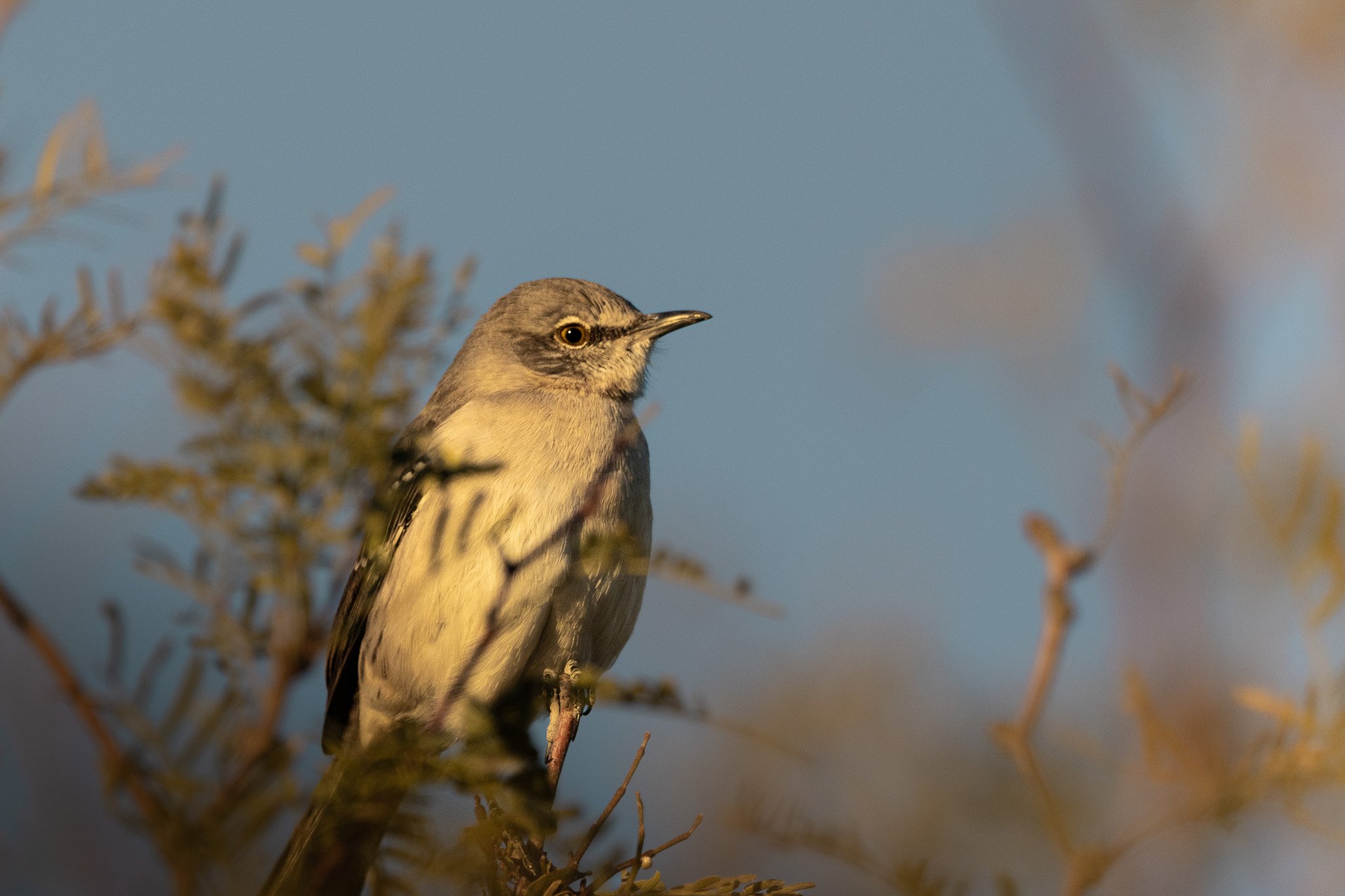 birds-07.jpg