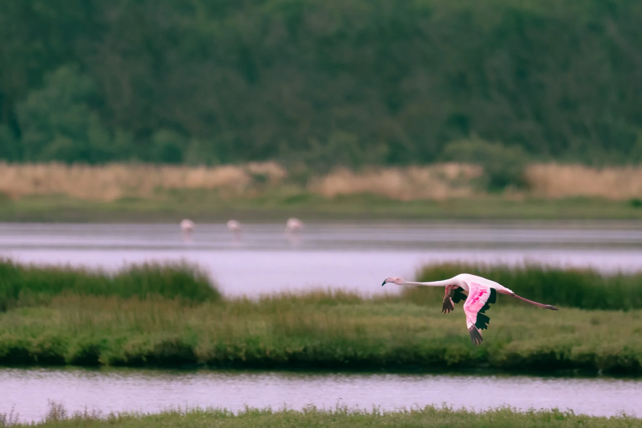 birds-05.jpg
