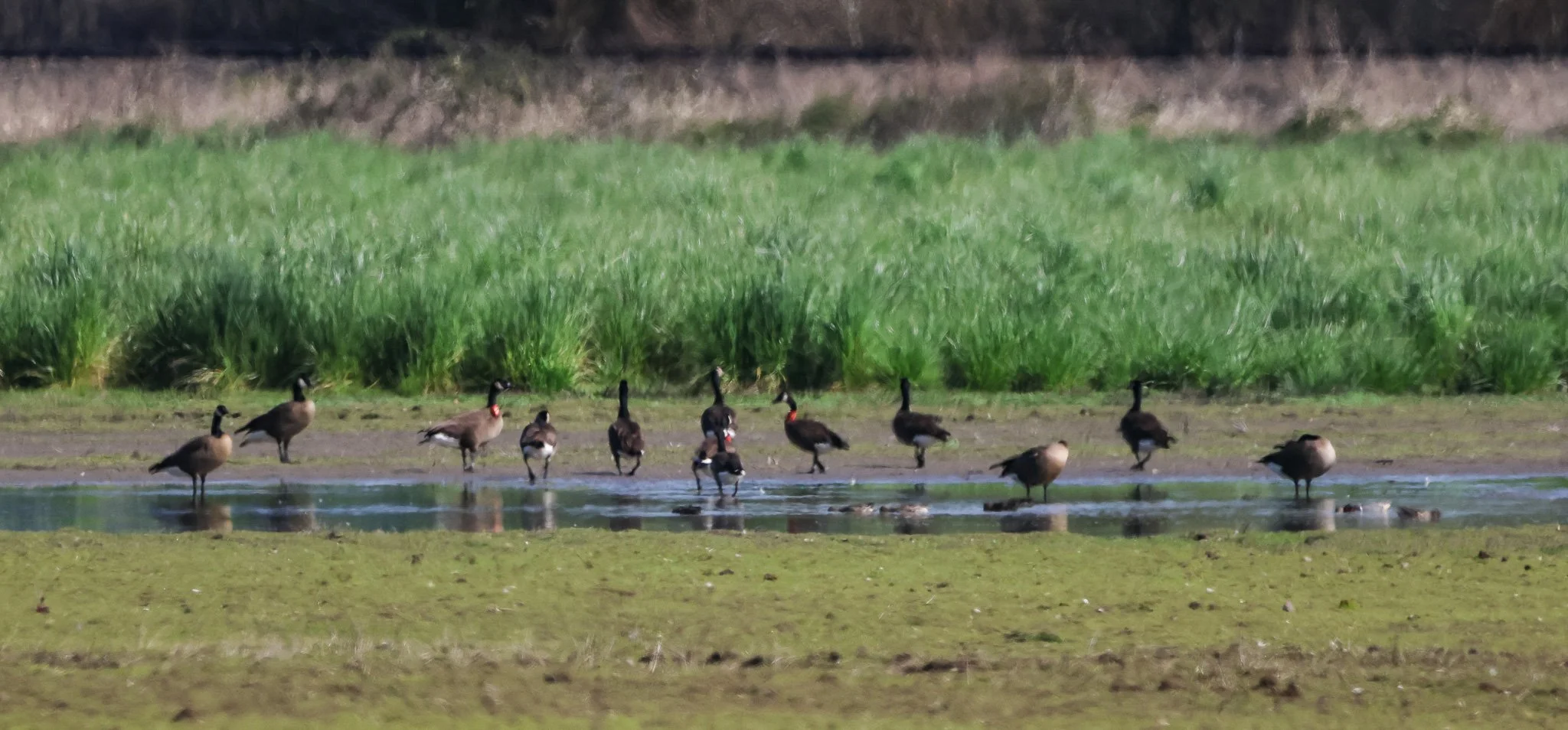Dusky Canada Goose