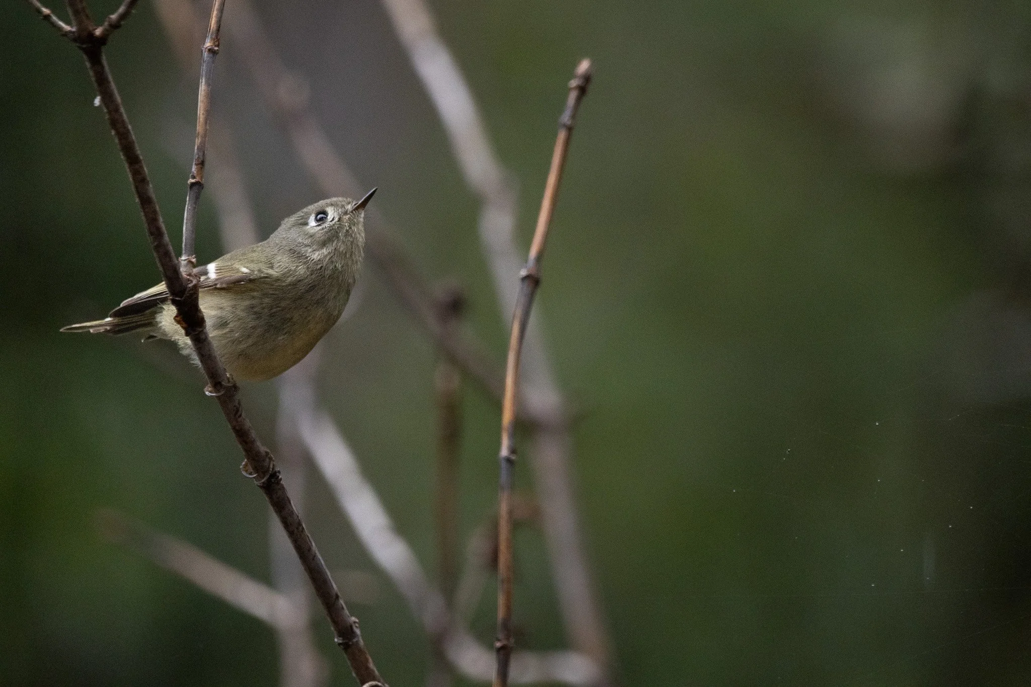 birds-13.jpg