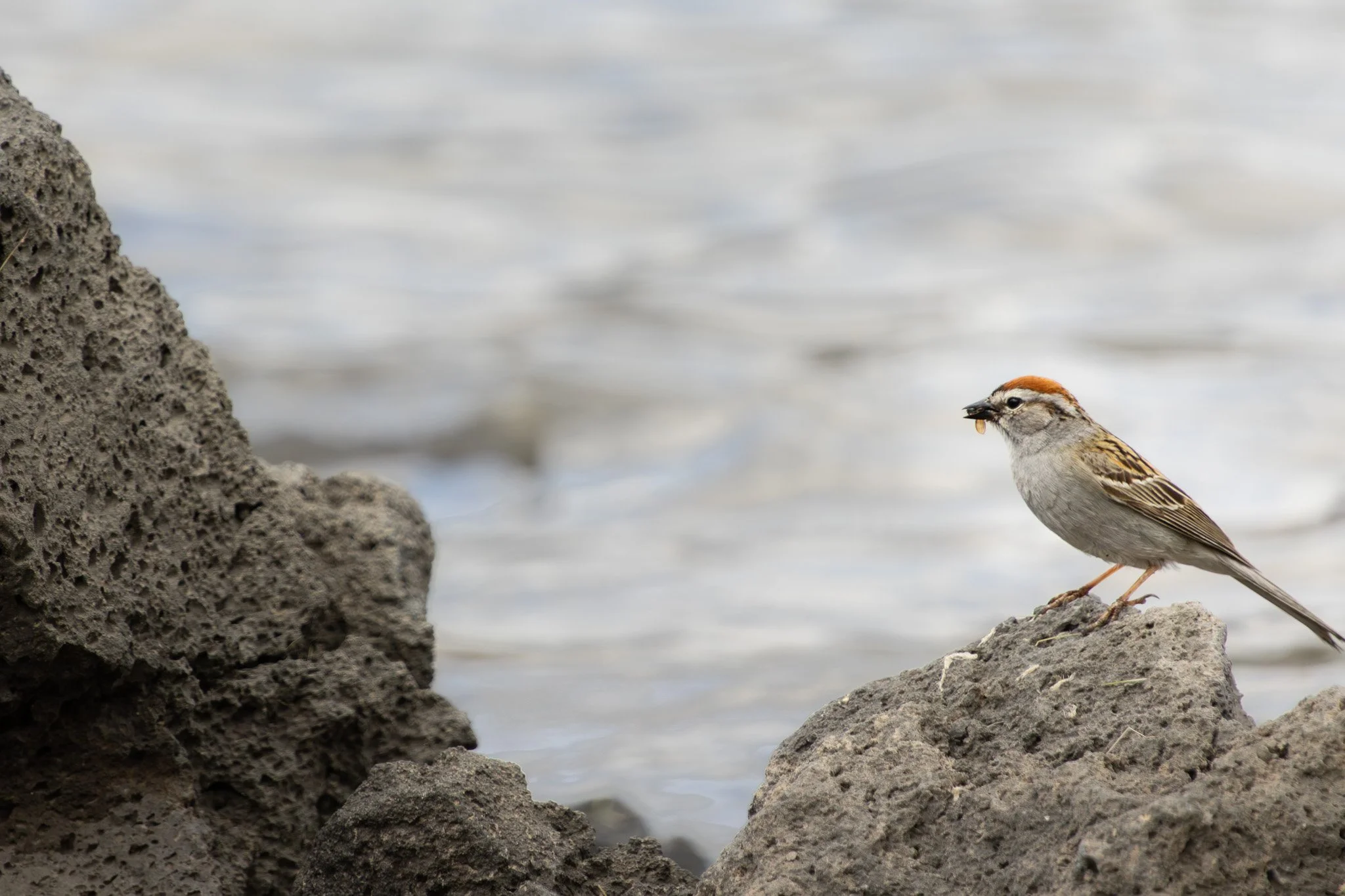 Chipping Sparrow