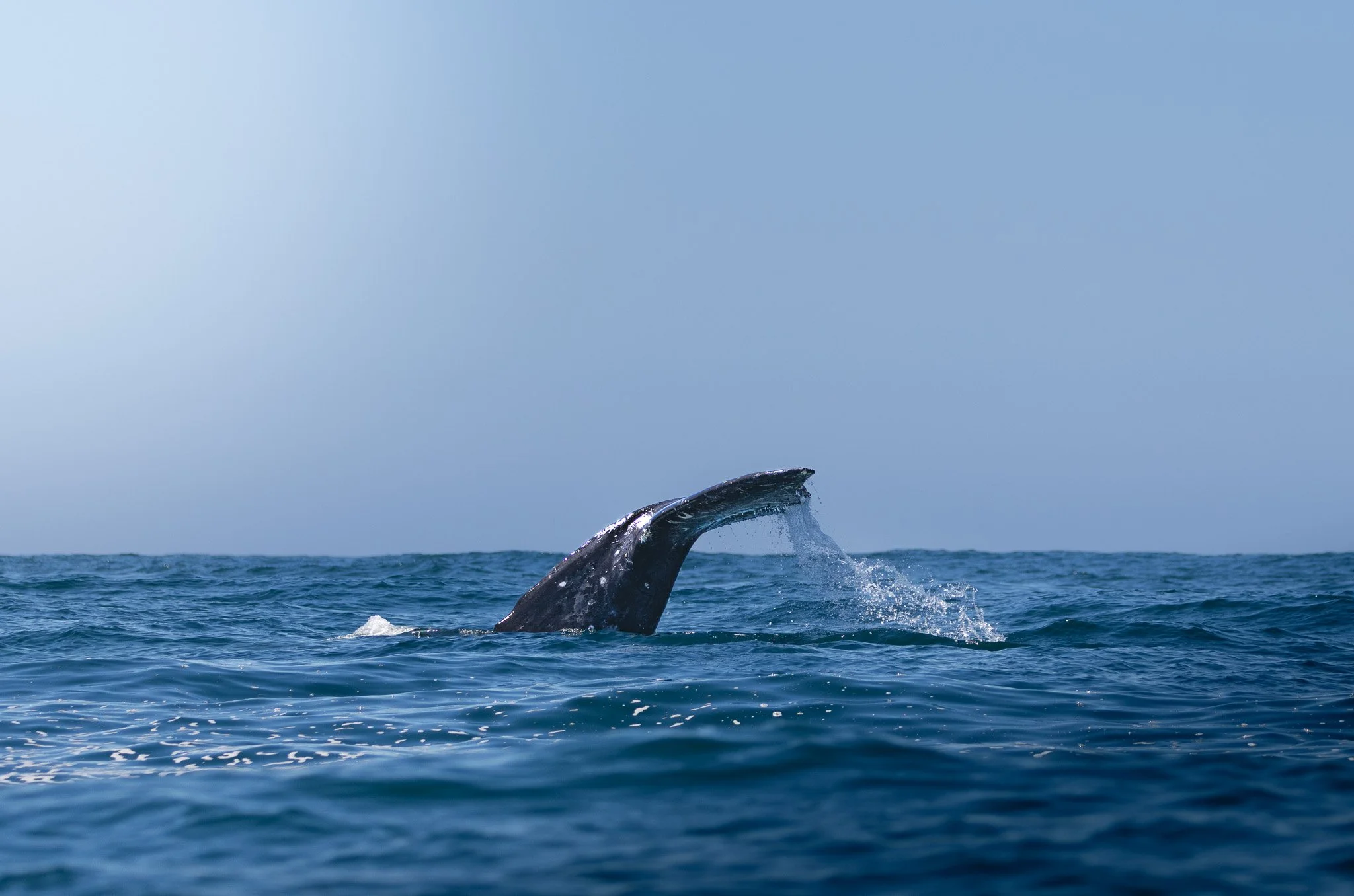 Gray Whale
