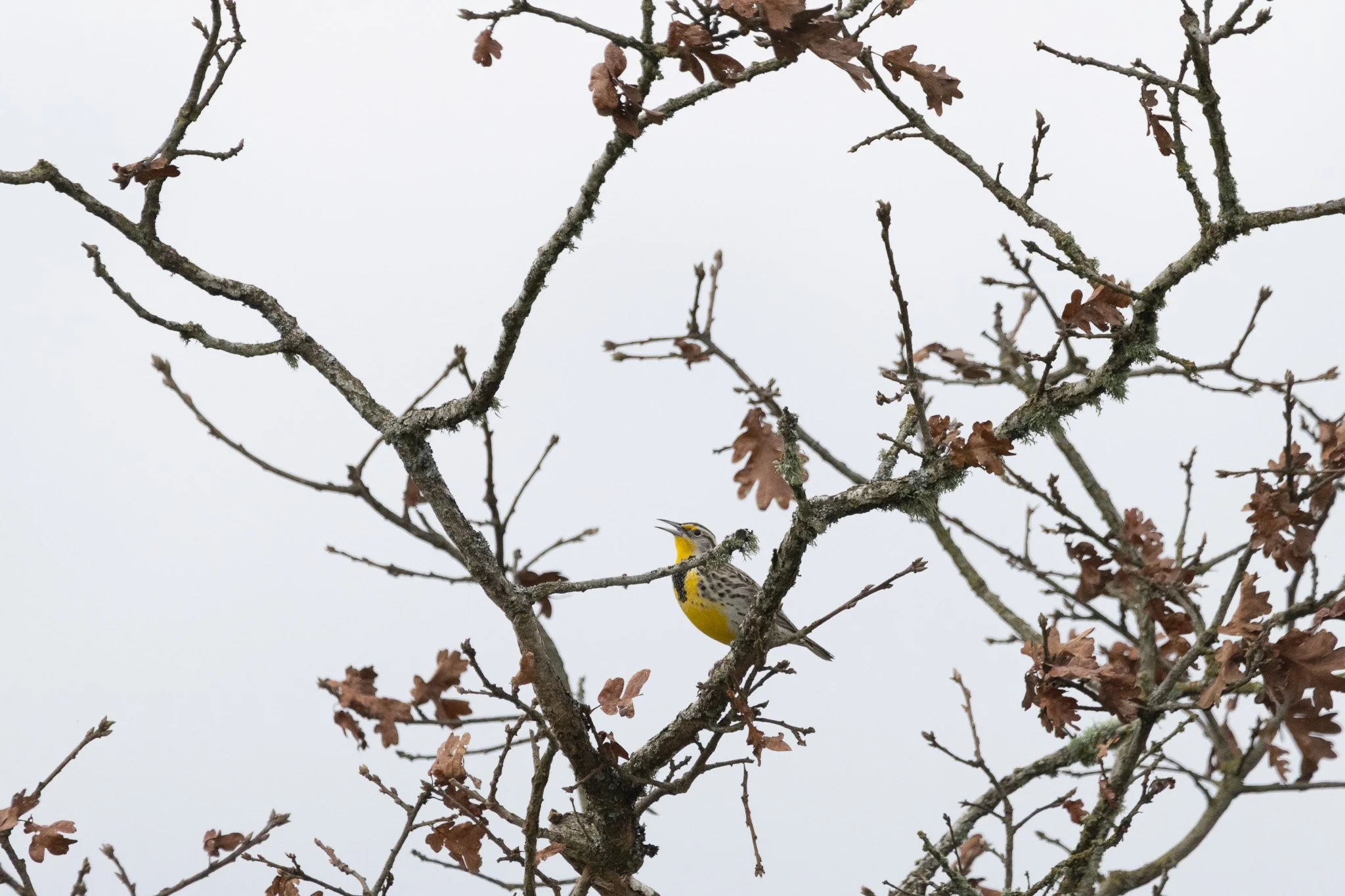 Western Meadowlark