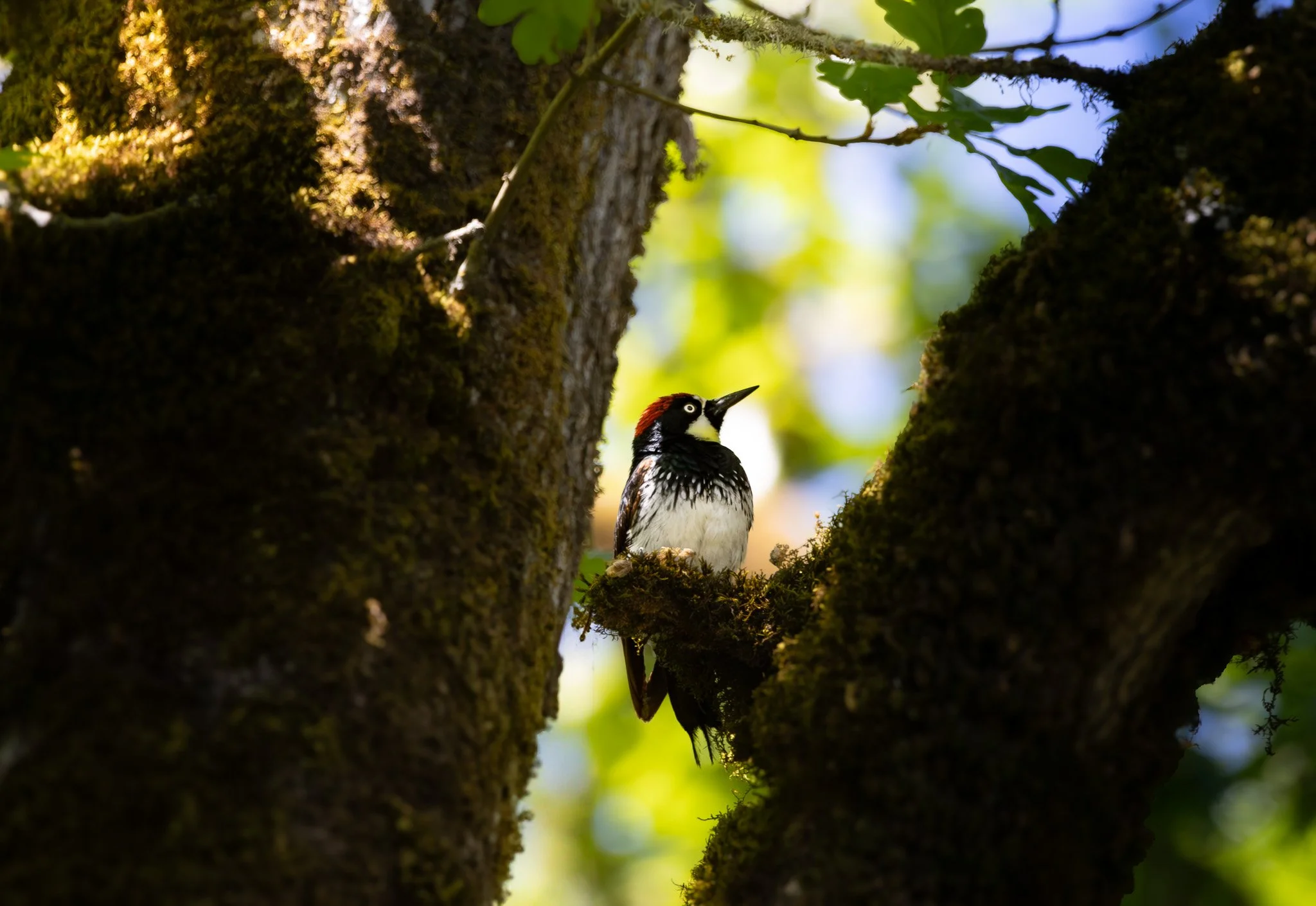 Species of Conservation Need