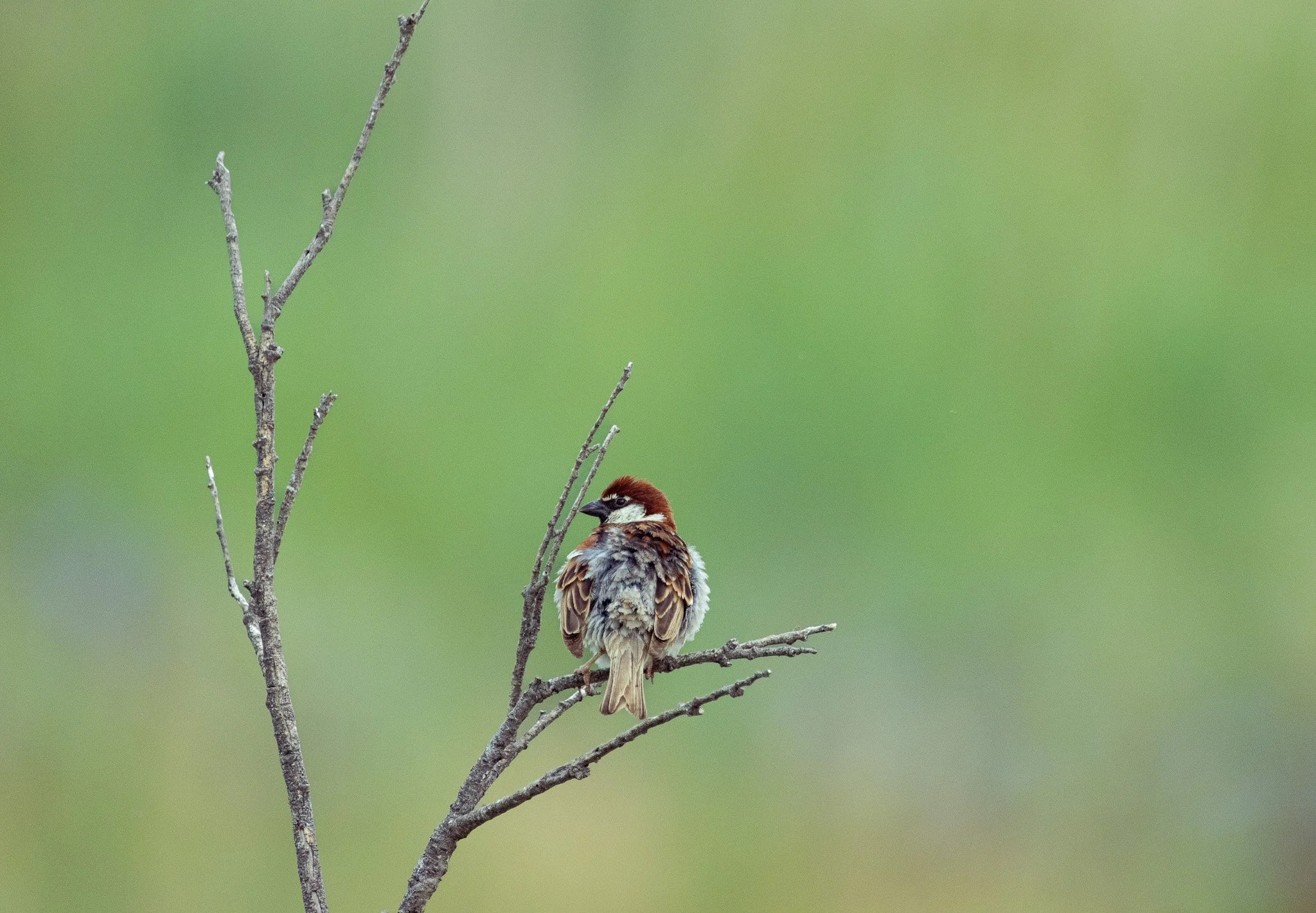 birds-04.jpg