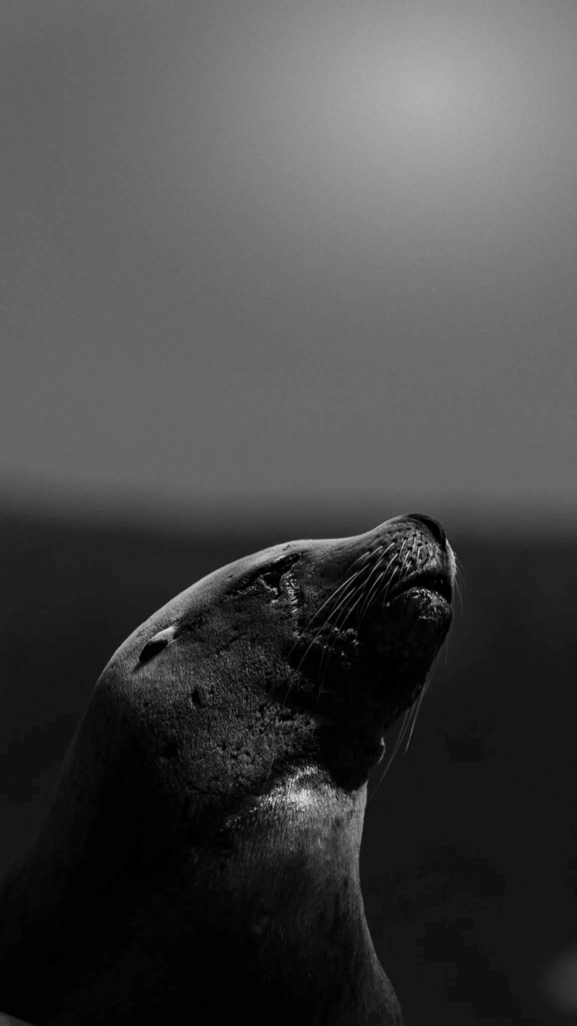 Non-Bird Wildlife