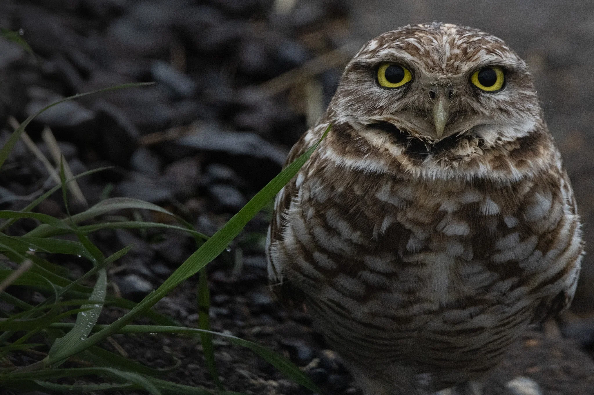 Burrowing Owl