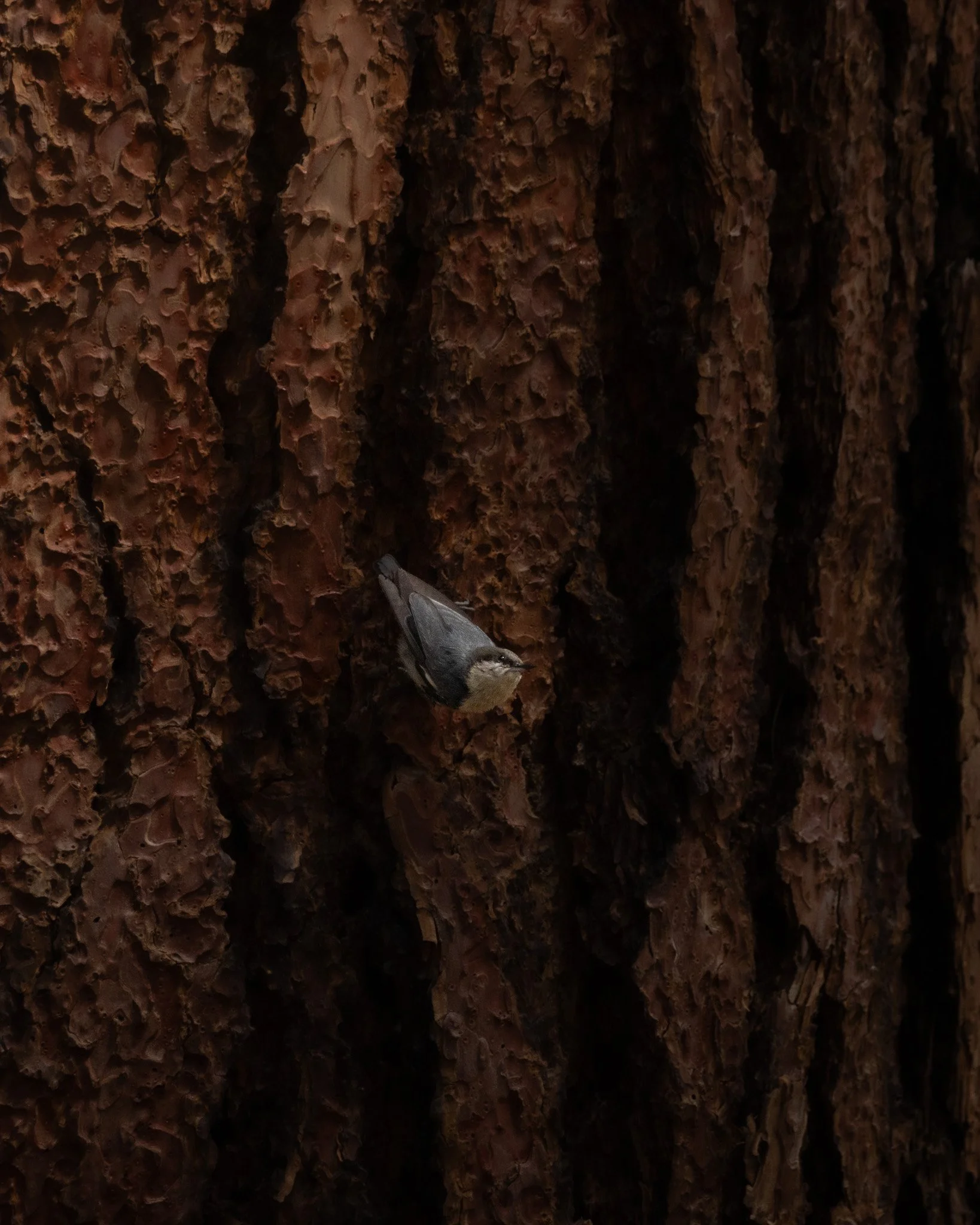 White-breasted Nuthatch