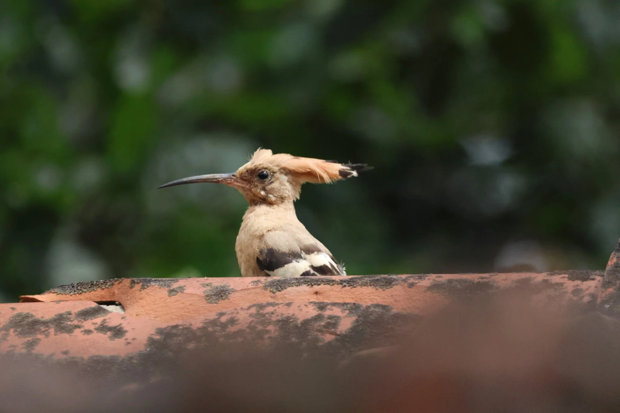 birds-06.jpg