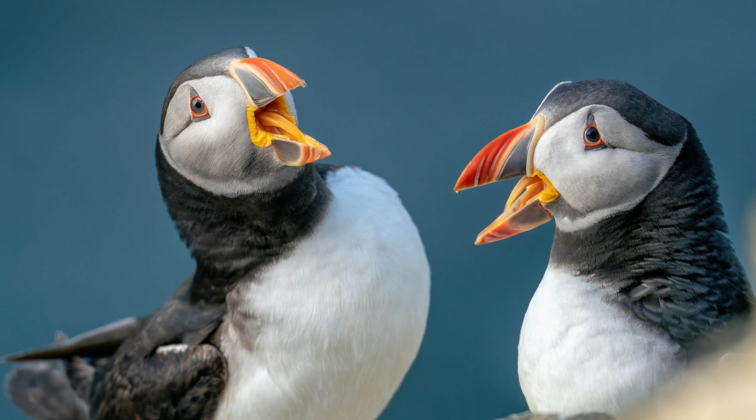 Two puffins squawking at each other over the failures of Matrix Resurrections.