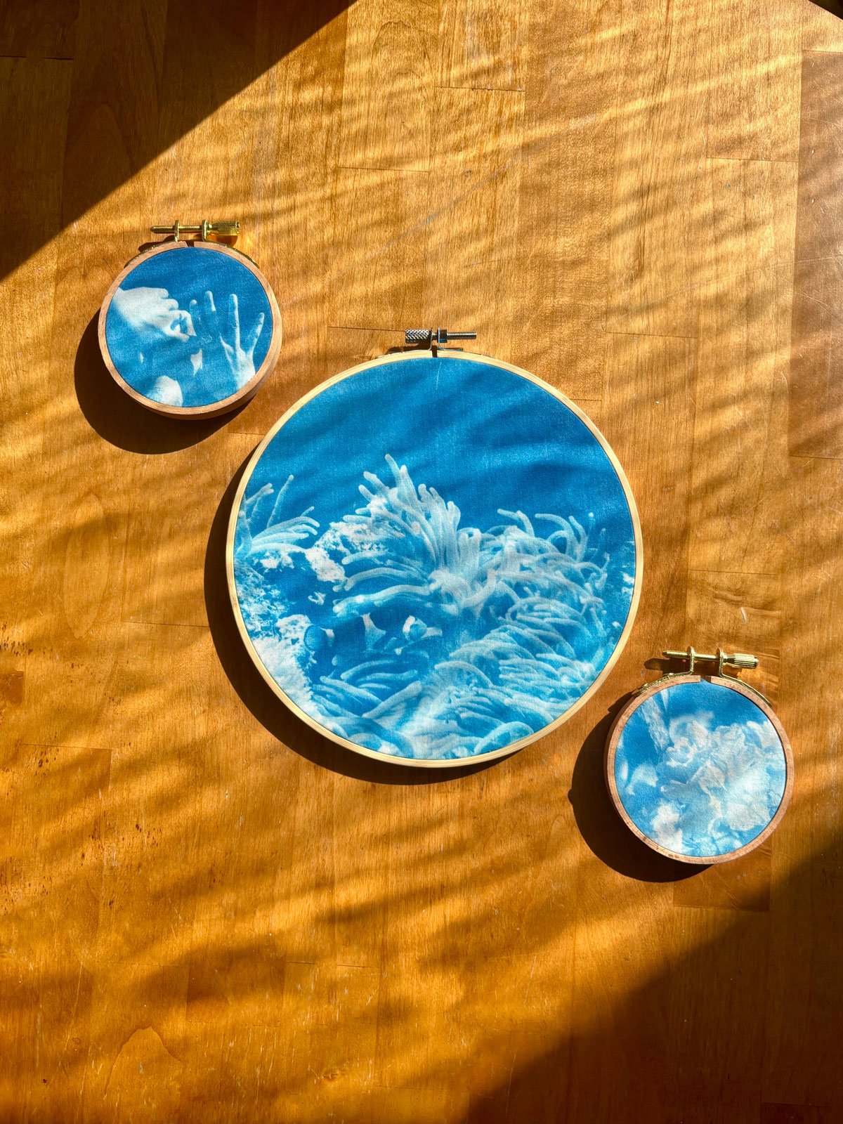 cyanotype on fabric framed by embroidery hoops