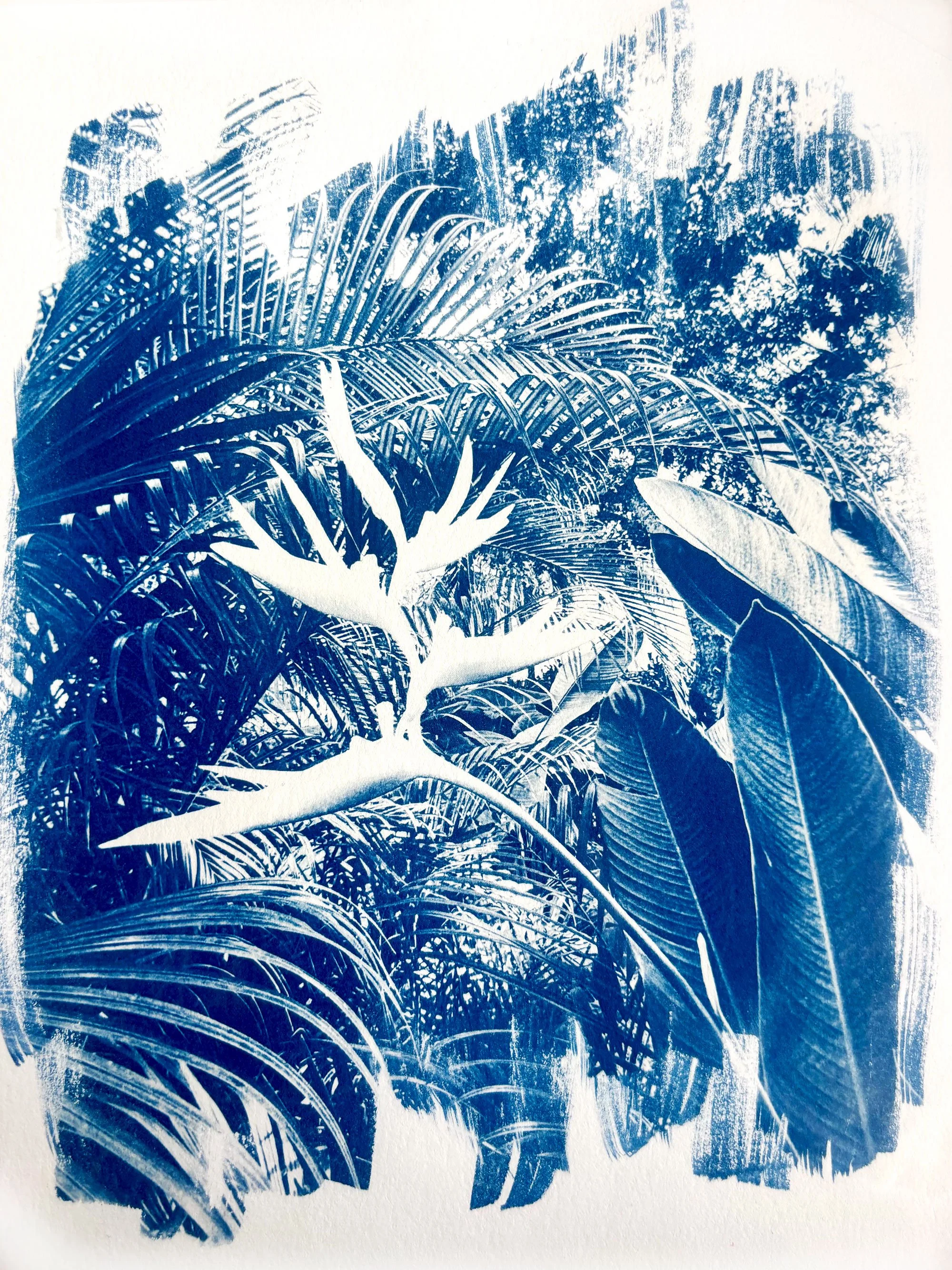 "Paraíso / Paradise" Cyanotype on paper of my father's garden.