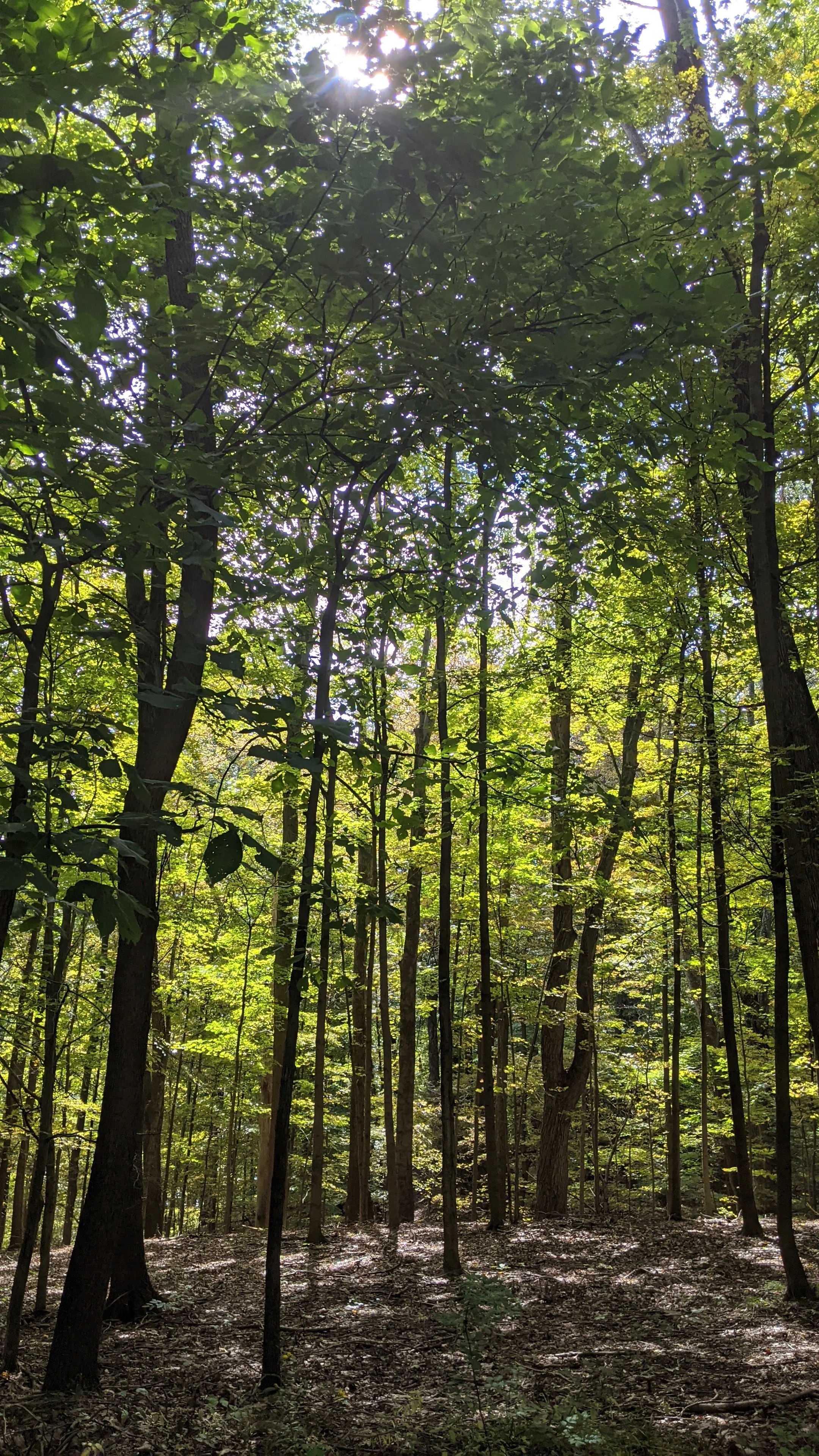 A dense forest with numerous tall trees and green foliage, sunlight filtering through the tree canopy, illuminating parts of the forest floor.
