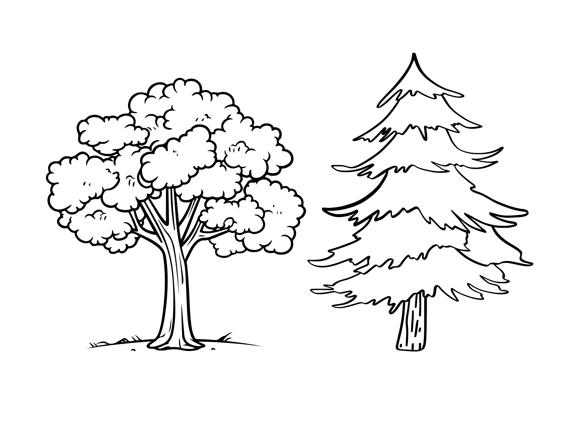 Deciduous vs Evergreen