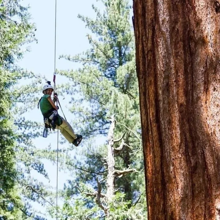 A person wearing a helmet and harness is climbing or rappelling down a tall tree in a forest setting with other trees in the background.