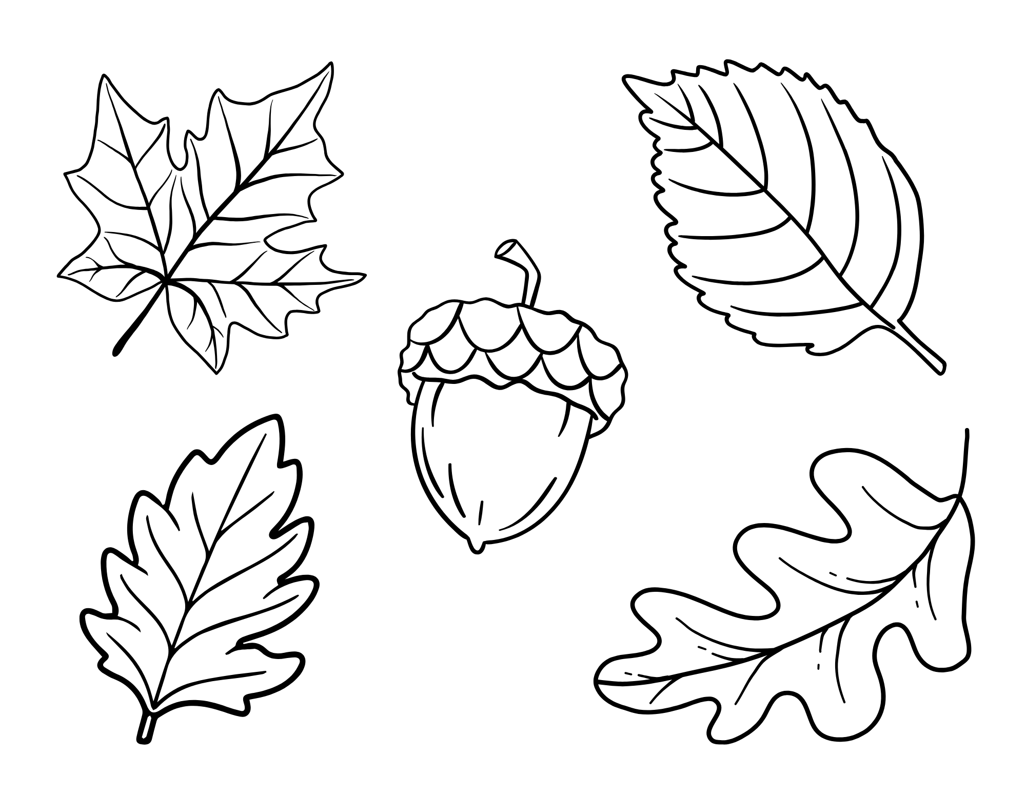 Leaves & Acorn