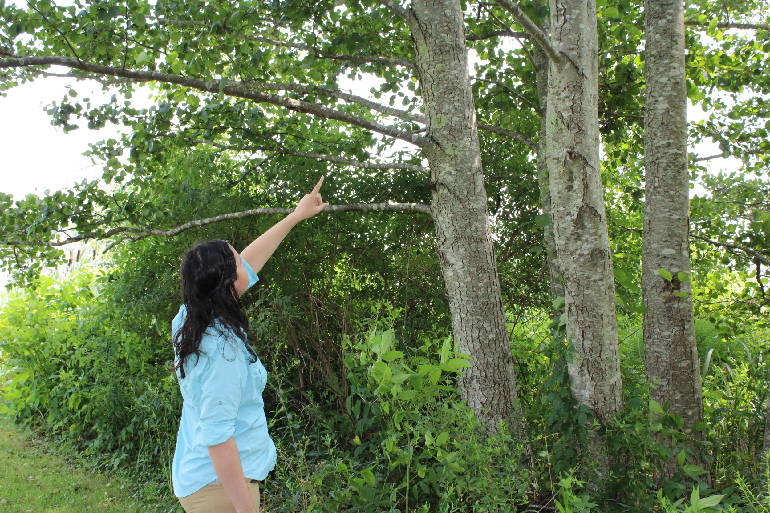 A woman wearing a face mask and light blue shirt standing outdoors under a tree, pointing upward at the tree's branches and leaves.