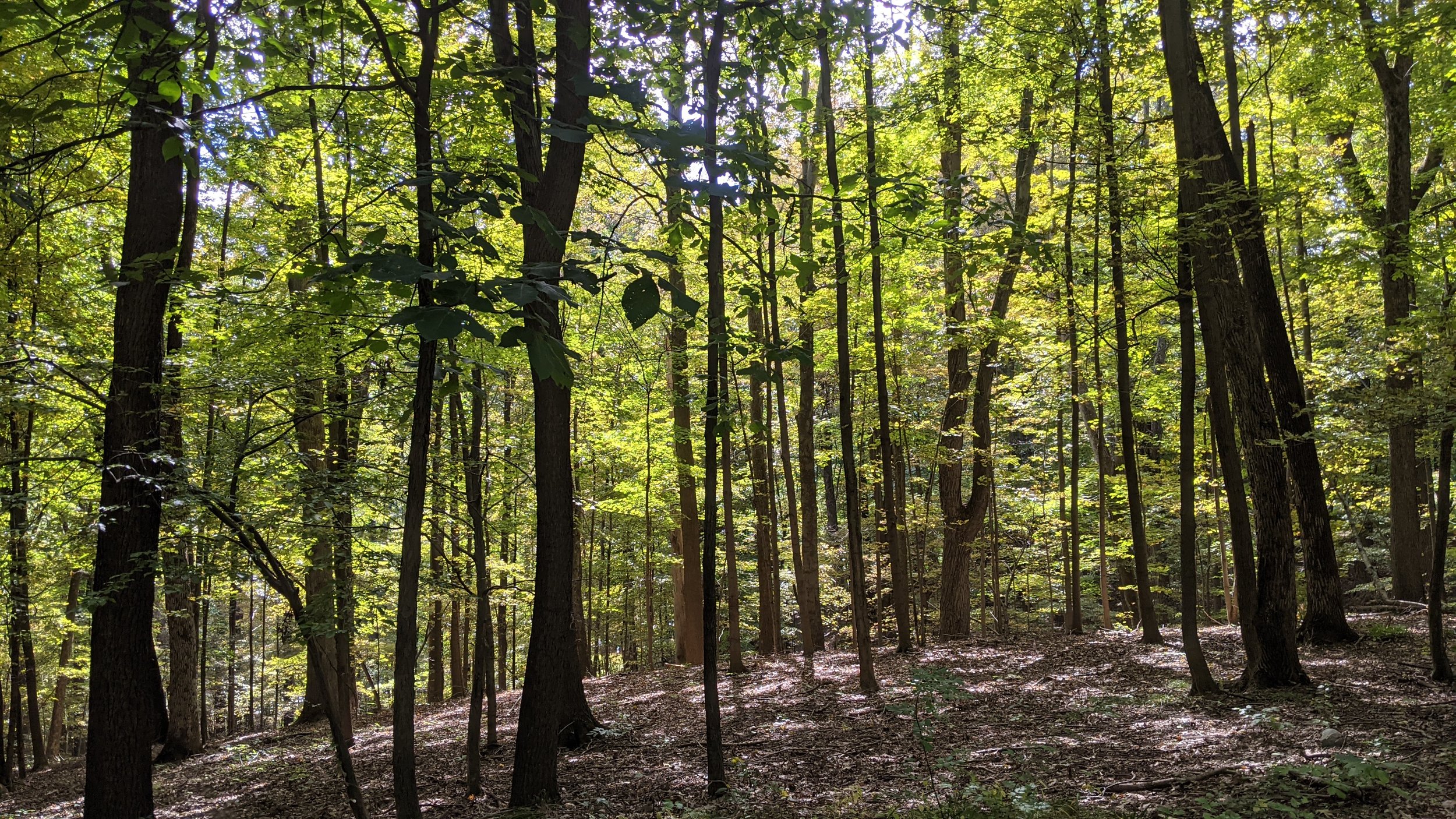 A dense forest with tall trees and green leaves, sunlight filtering through the canopy.