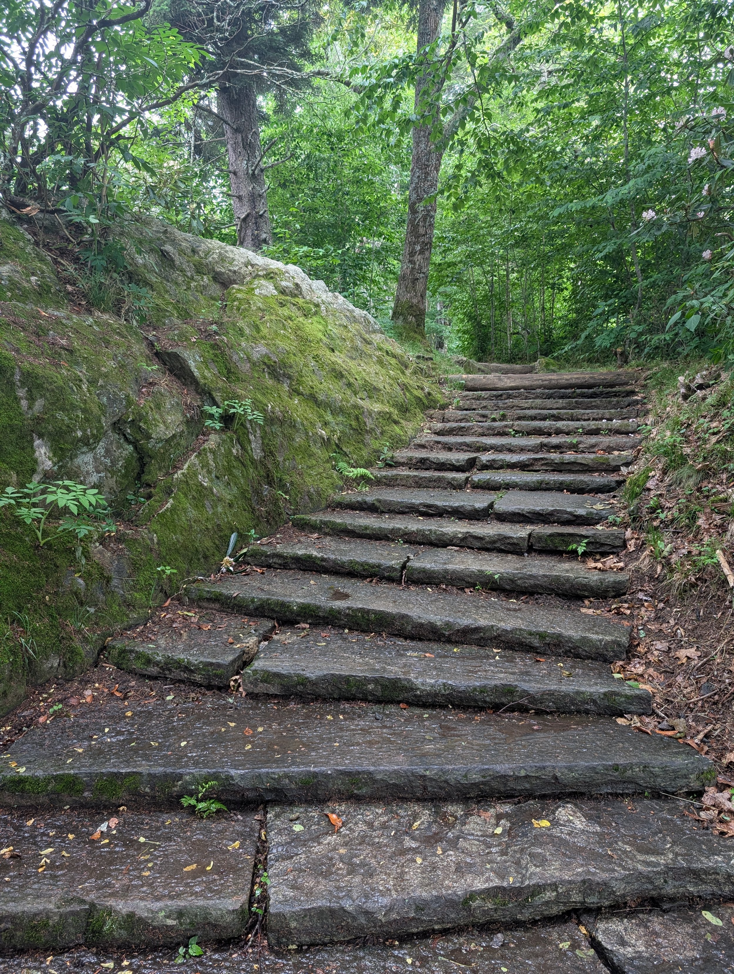 Wooden steps in a lush green forest with moss-covered rocks and leafy trees.