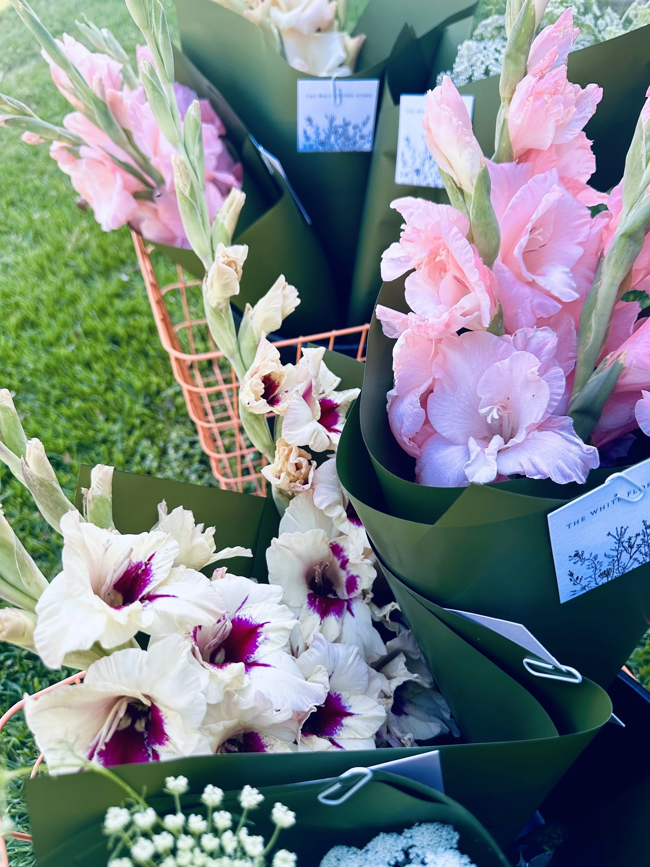 Arrangement of pink and white gladiolus flowers wrapped in green paper with small white flowers on a green grassy background.