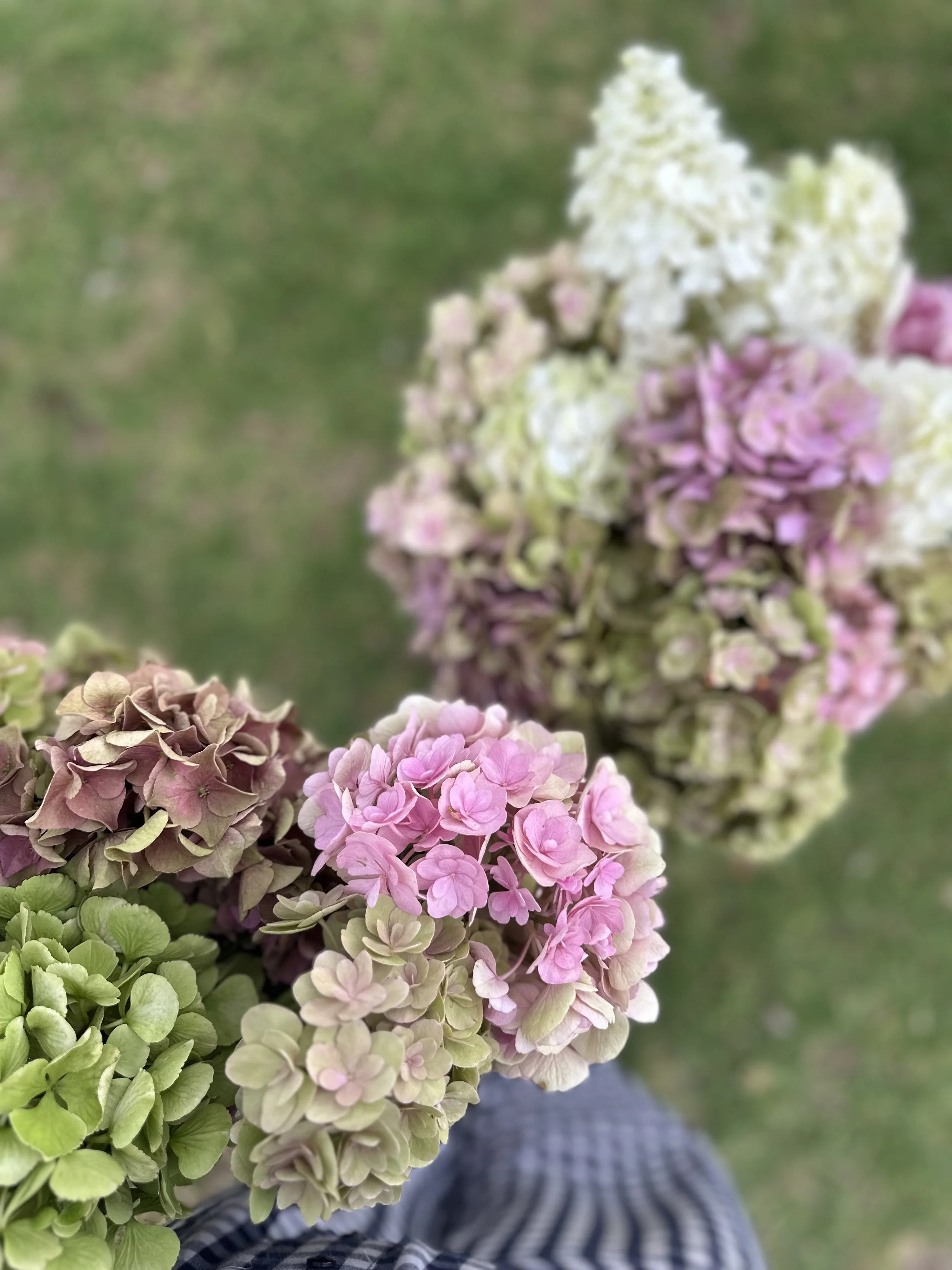 Close-up of colorful hydrangea flowers in shades of pink, purple, green, and white, with a blurred background and a person wearing a blue plaid shirt in the background.