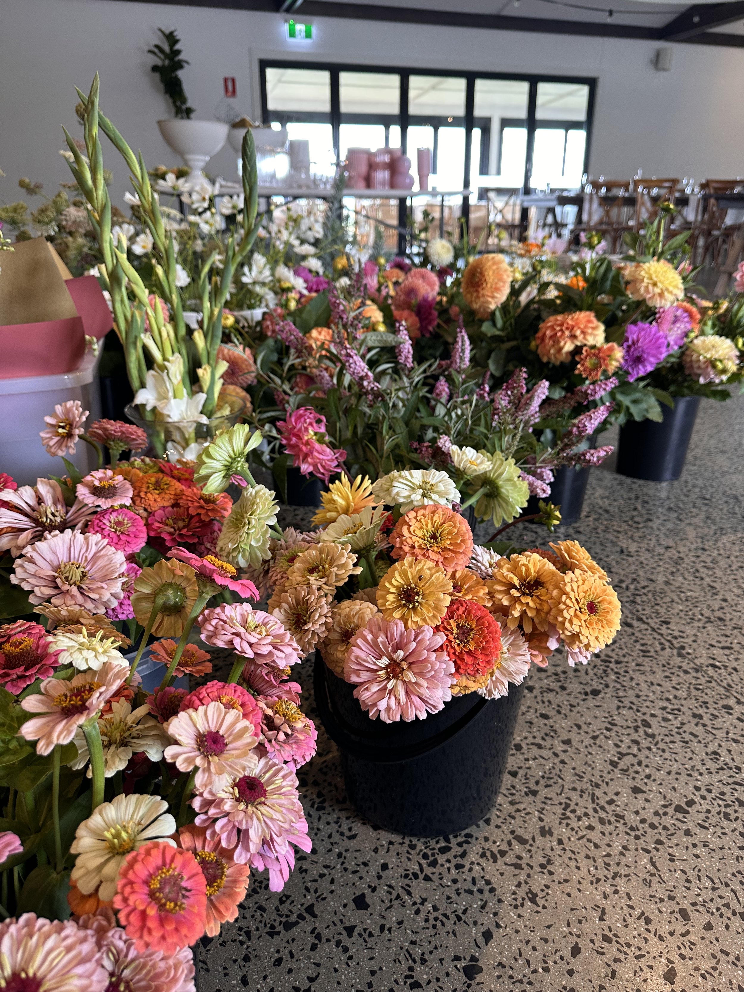 Various colorful flowers arranged in black pots on a carpeted floor inside a room with large windows, white walls, and a modern ceiling.