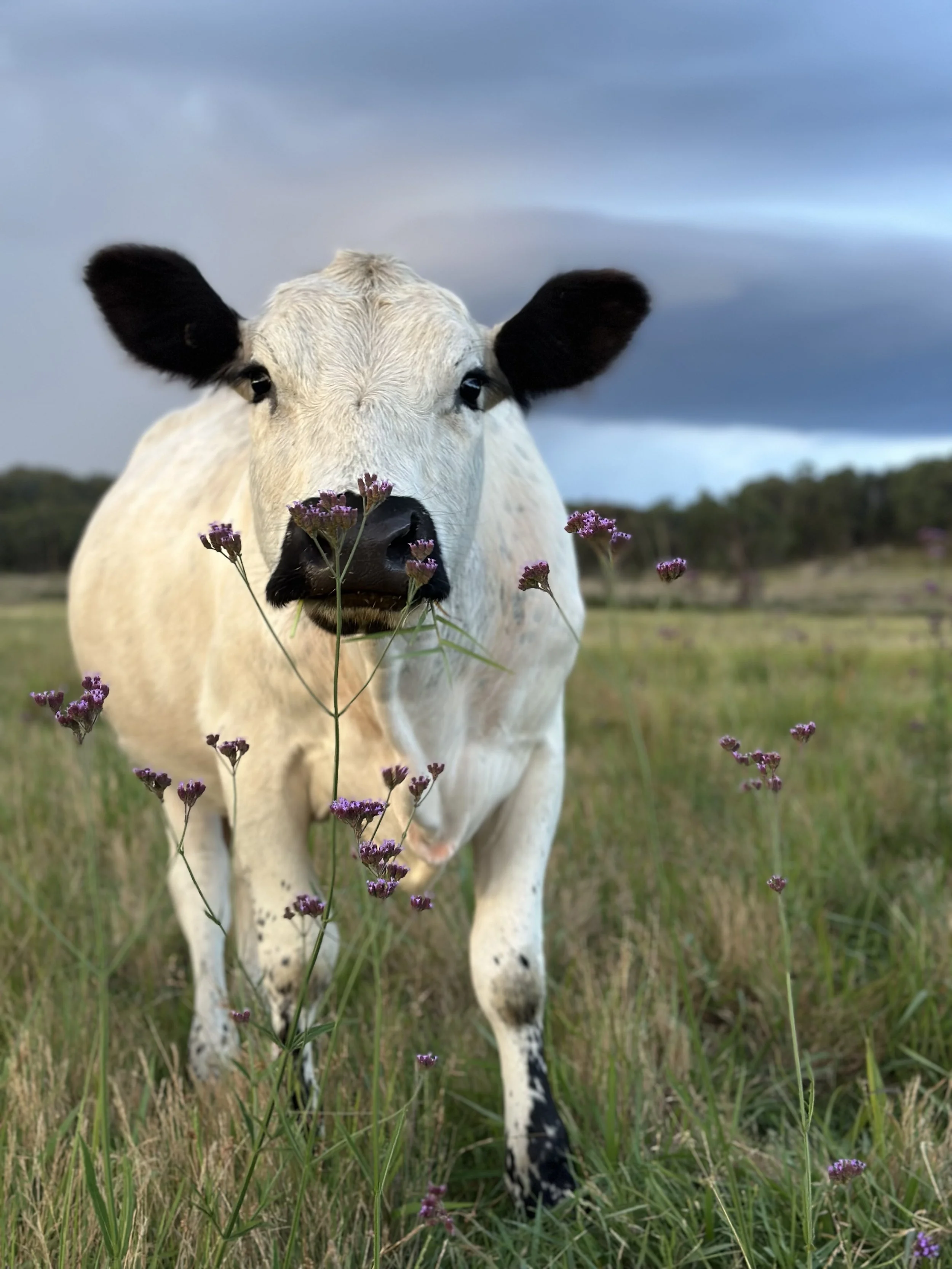 A white cow with black ears and black spots on its legs standing in a grassy field with purple flowers, under a cloudy sky.