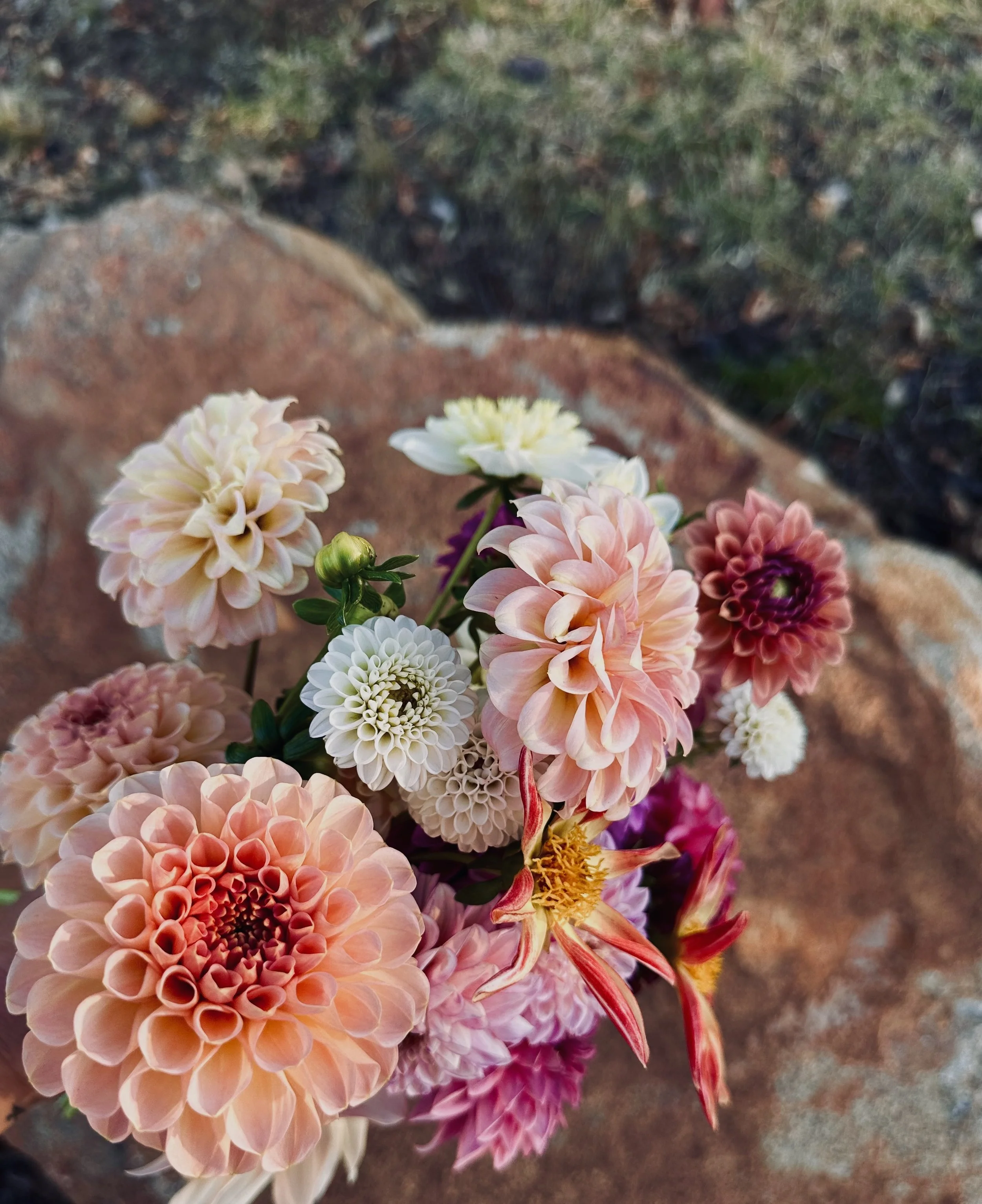 Close-up of multicolored dahlias and other flowers on a garden bed.