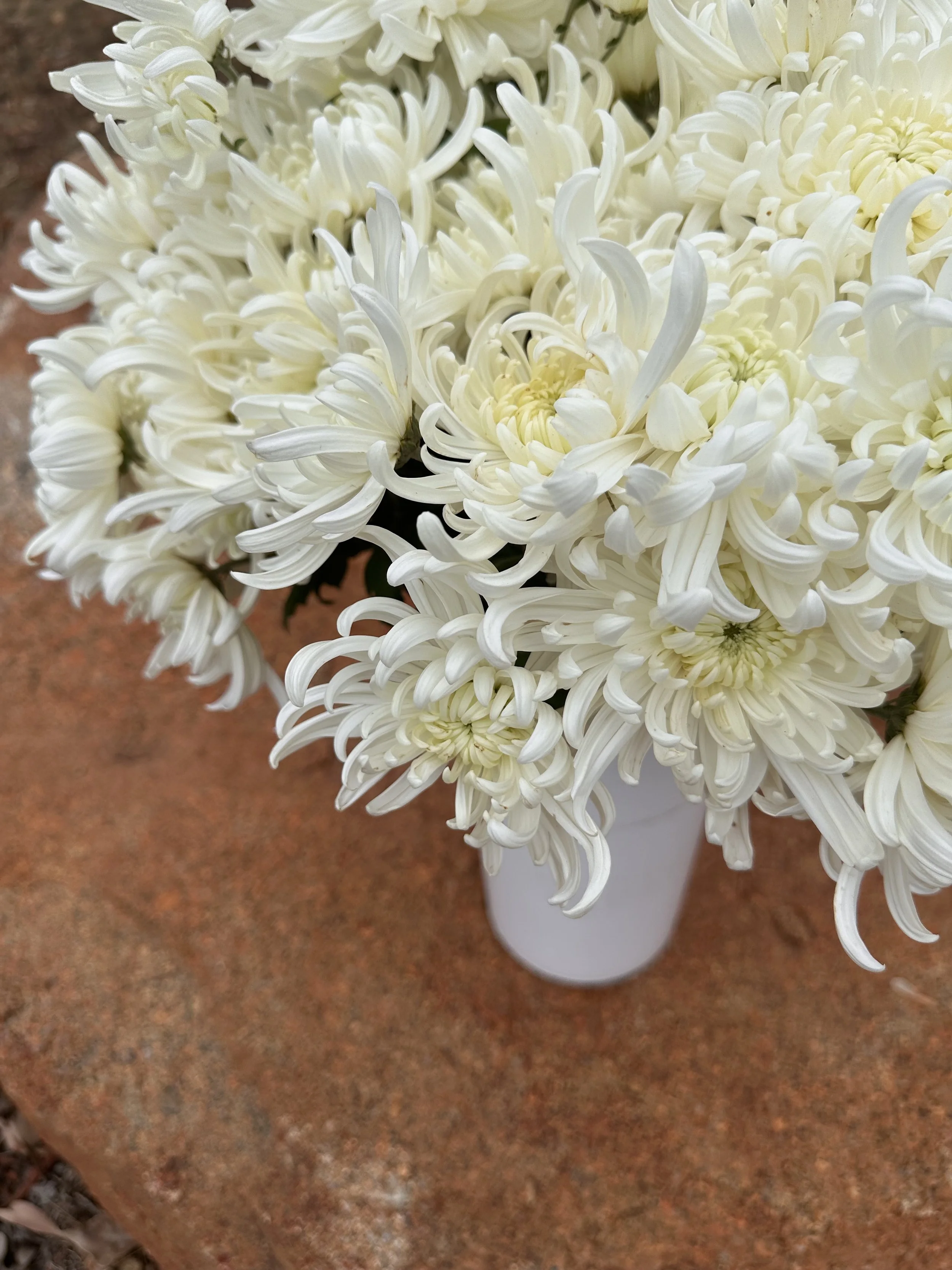 Close-up of white chrysanthemums in a white vase on a brown textured surface.