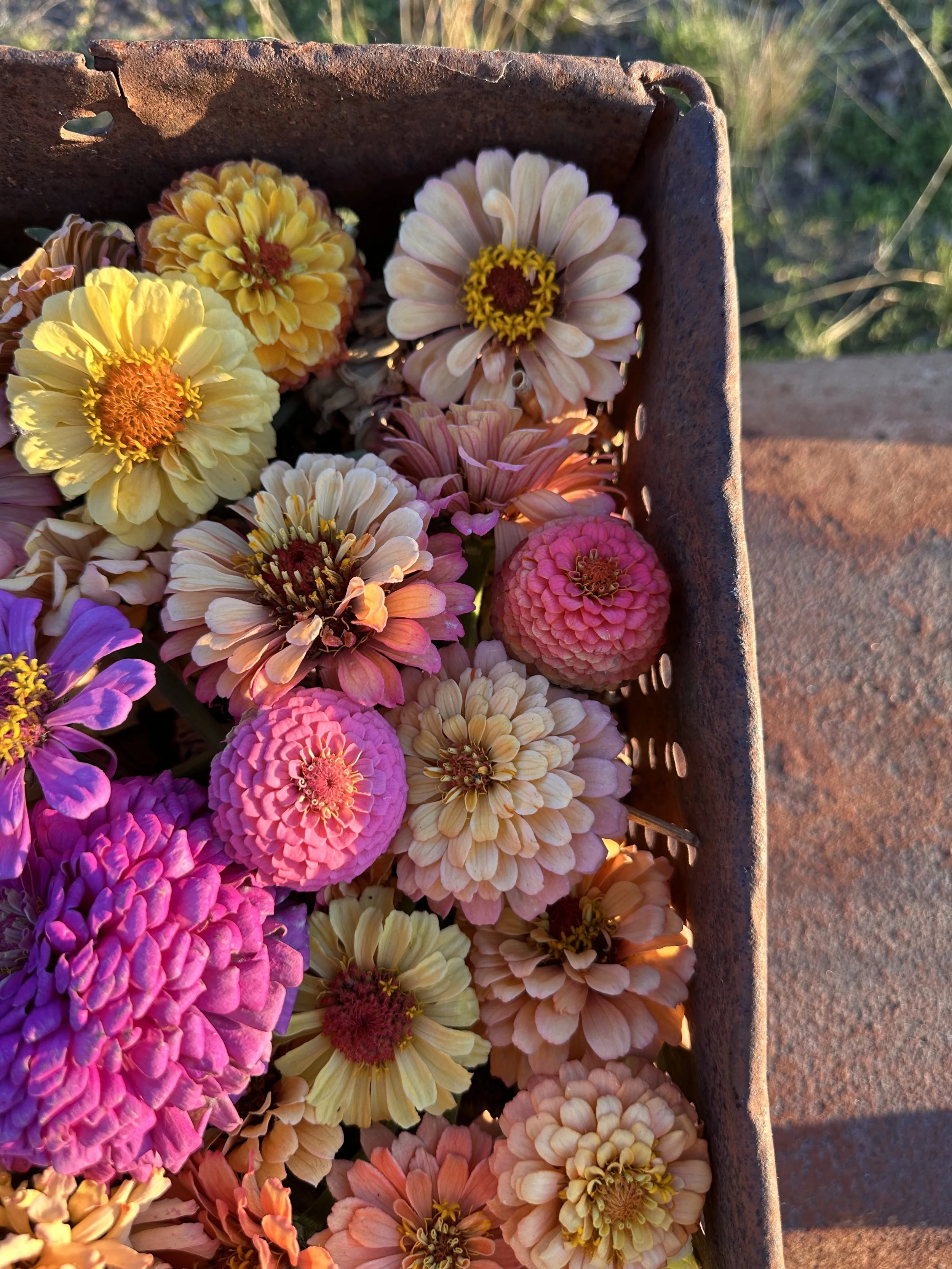 A collection of colorful flowers including zinnias arranged in a rusted metal container outdoors in sunlight.