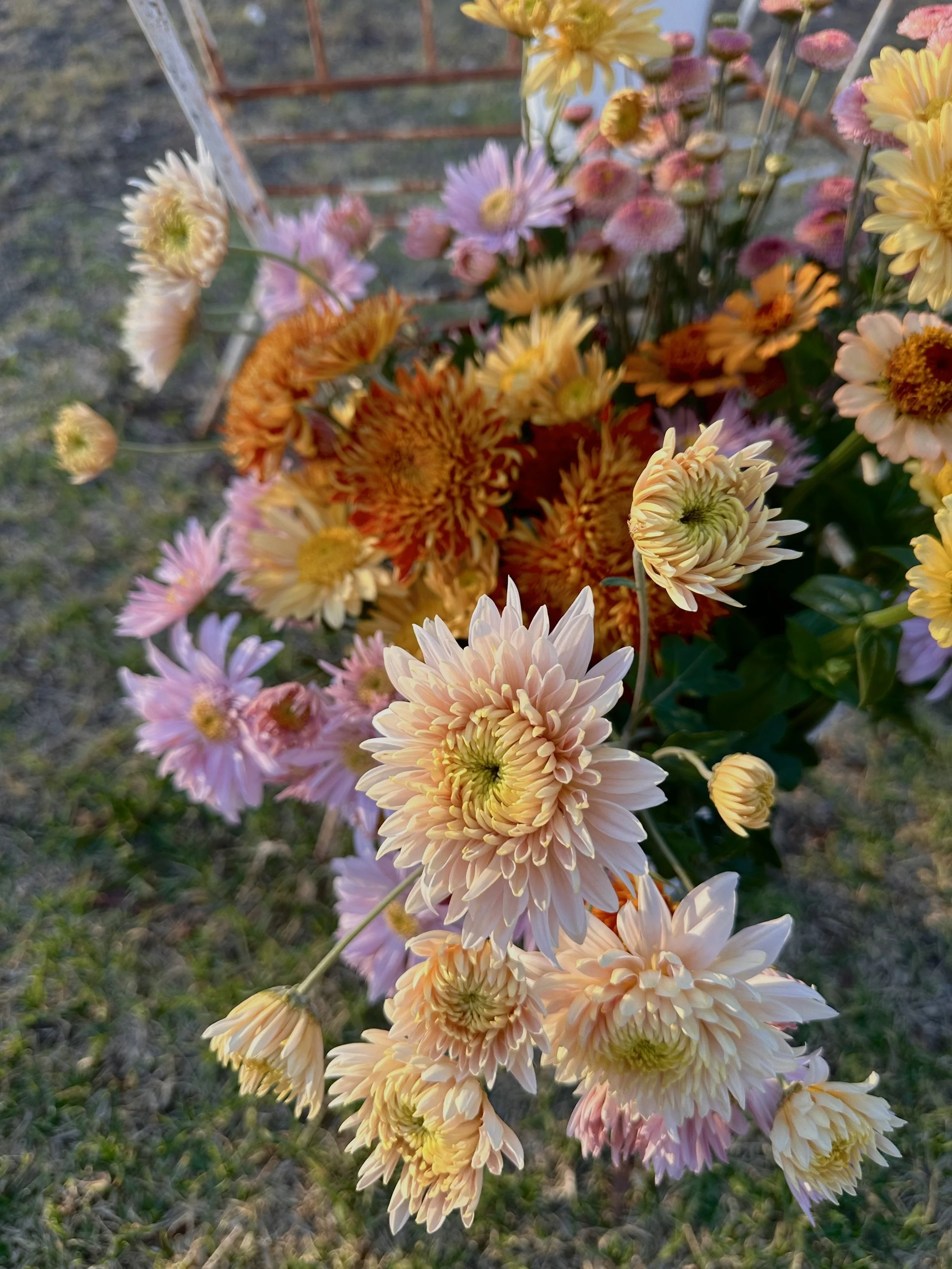 A bouquet of colorful flowers including pink, yellow, orange, and white blooms, outdoors with a ground and a metal structure in the background.