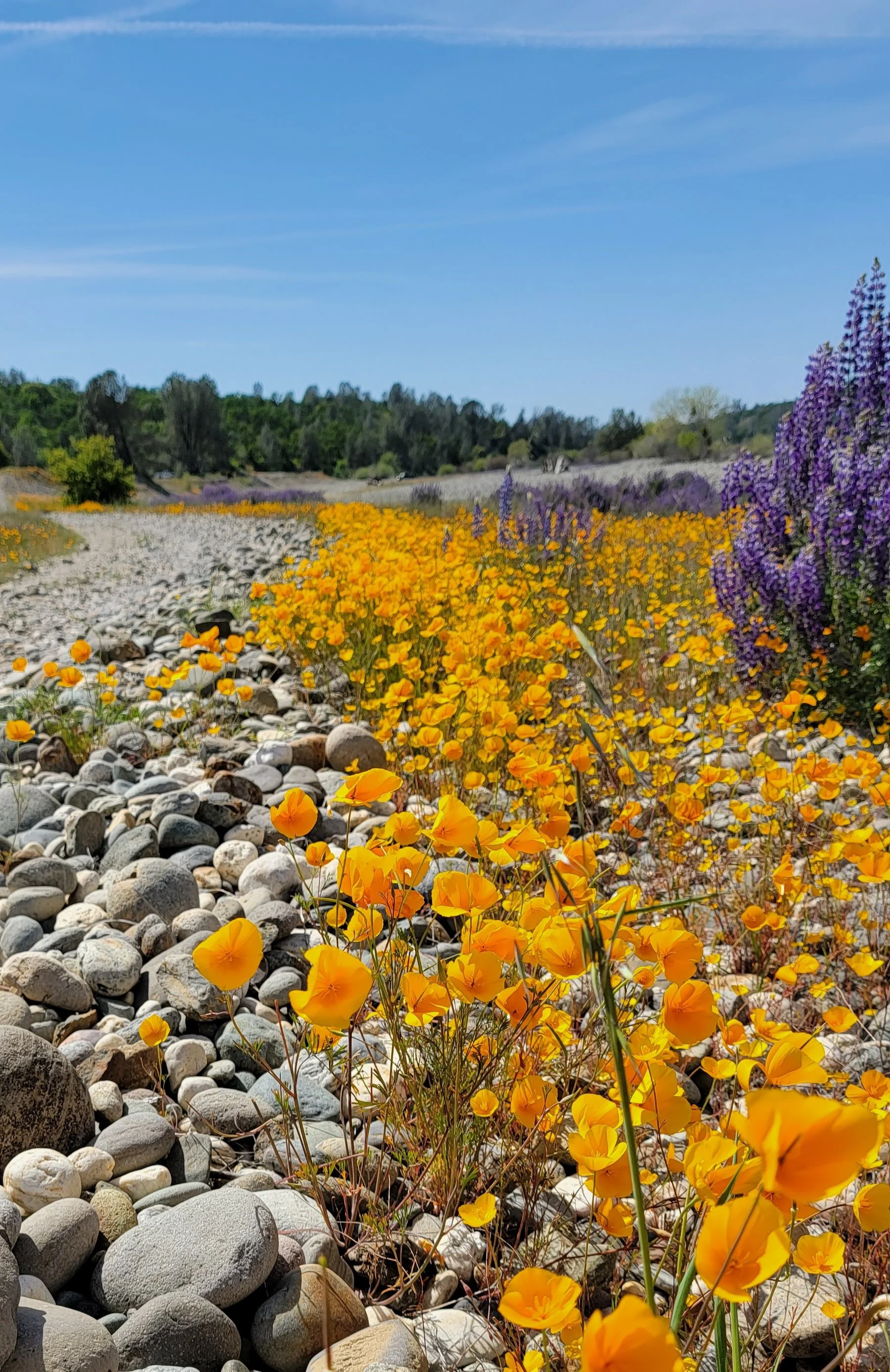 Wildflowers blooming along the rocky American River in California, reflecting the natural landscapes that inspire Sage & Quail Outdoor Studio