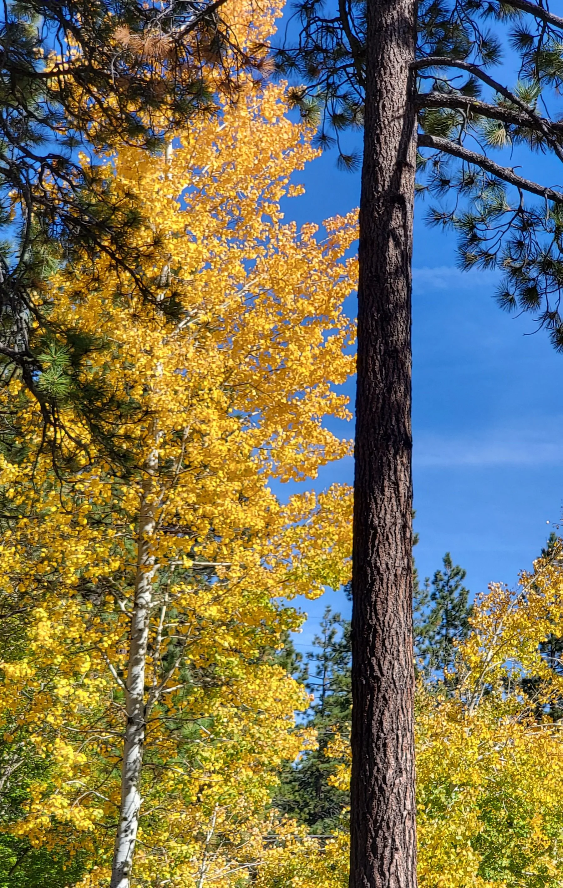 Golden aspens and pine trees in autumn near Galena, Nevada, reflecting the natural beauty that inspires Sage & Quail Outdoor Studio