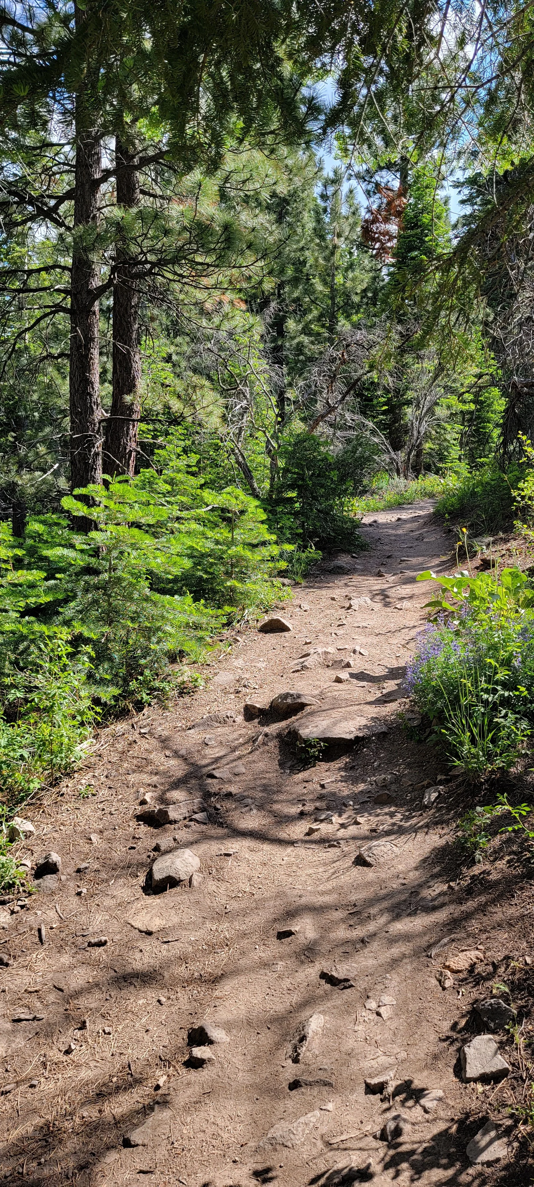 Forest trail along Hunter Creek Trail in Reno, Nevada, reflecting the natural landscapes that inspire Sage & Quail Outdoor Studio
