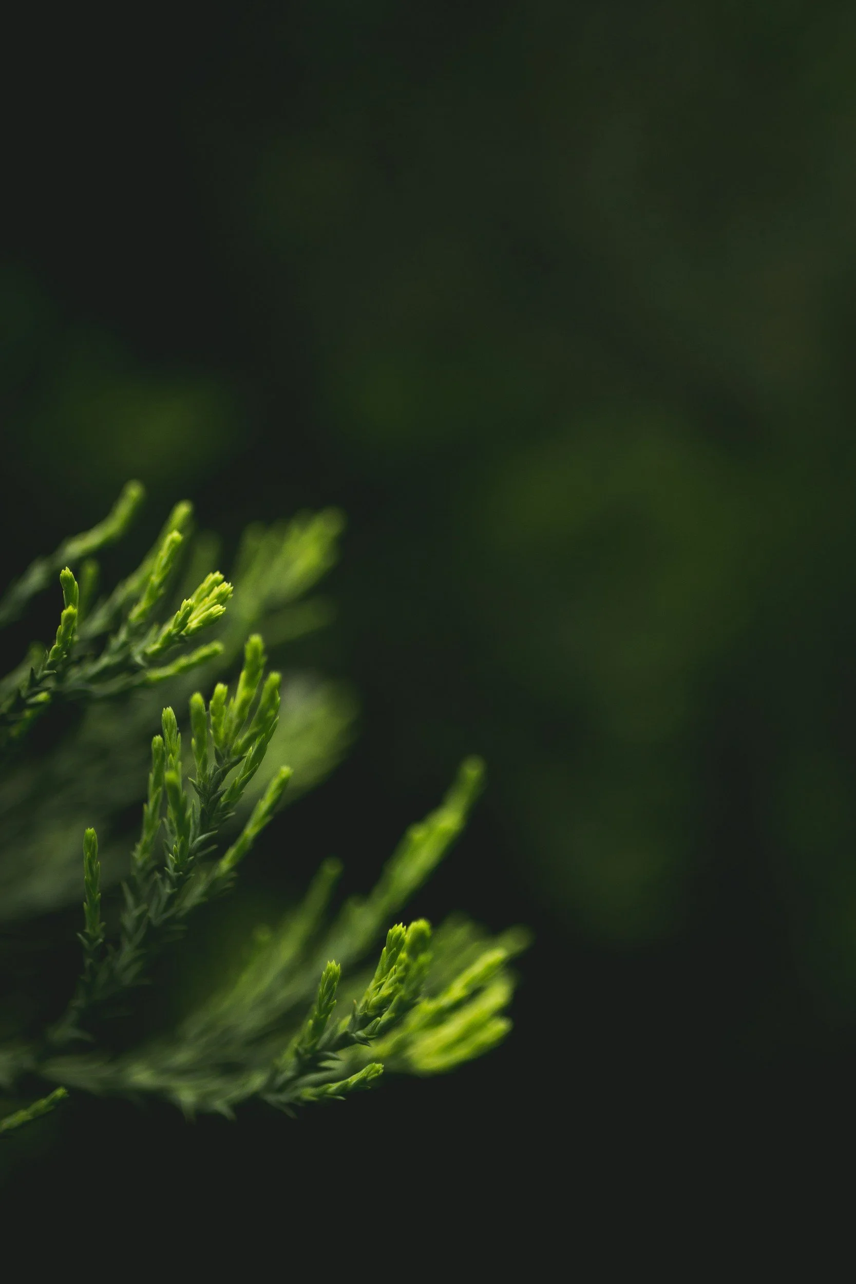 Close-up of evergreen branches against a dark background.