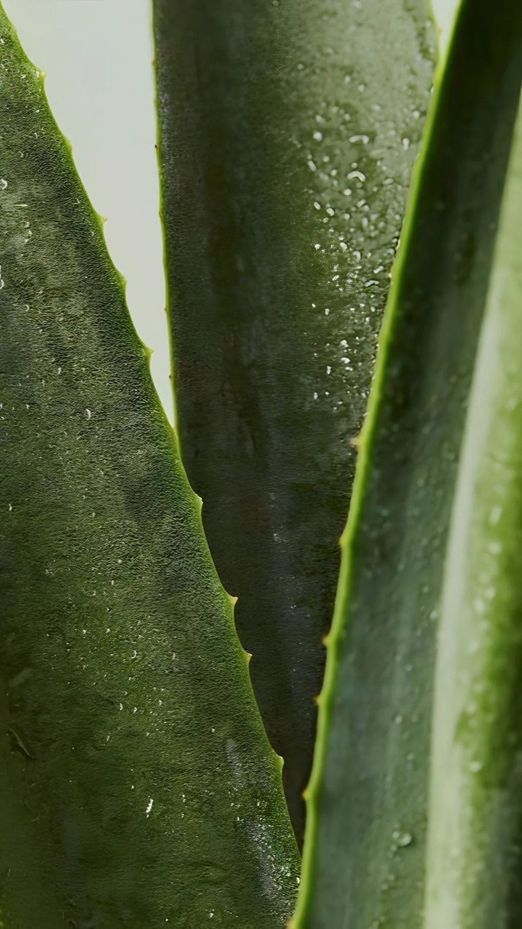 Close-up of green cactus or succulent plant with thick, fleshy, ridged leaves and small water droplets.