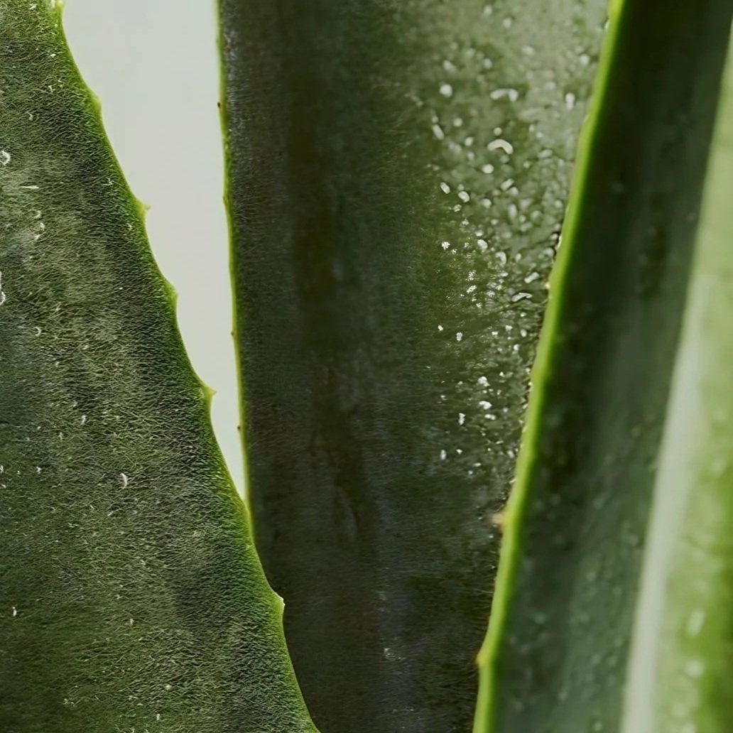 Close-up of cactus plant with thick green leaves and water droplets.