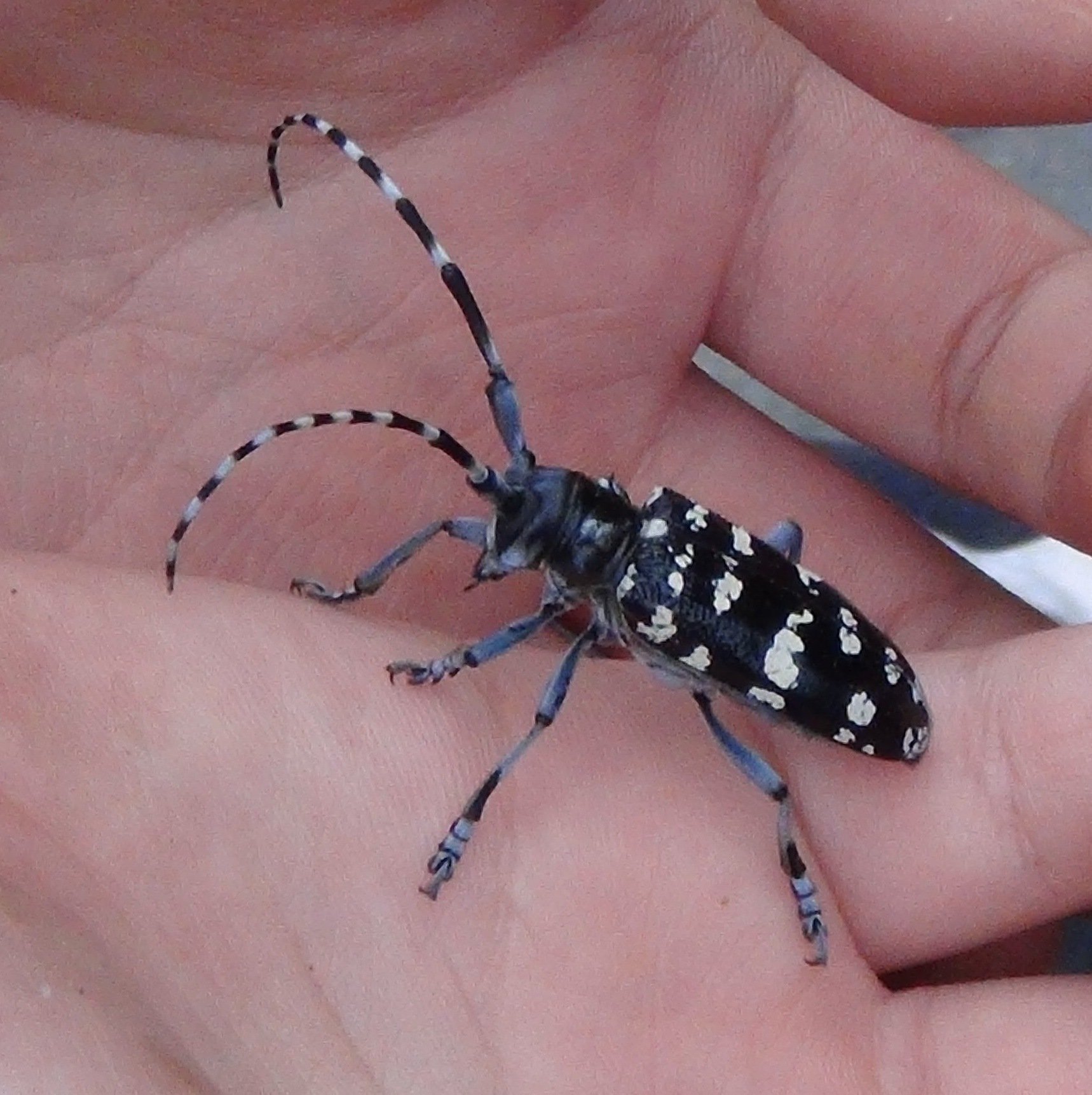 Close-up of a weevil with black and white markings crawling on a person's hand.