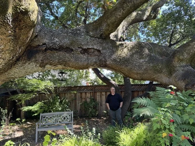 Person standing under a large, sprawling tree with a thick trunk in a garden, surrounded by green plants and a wooden fence.
