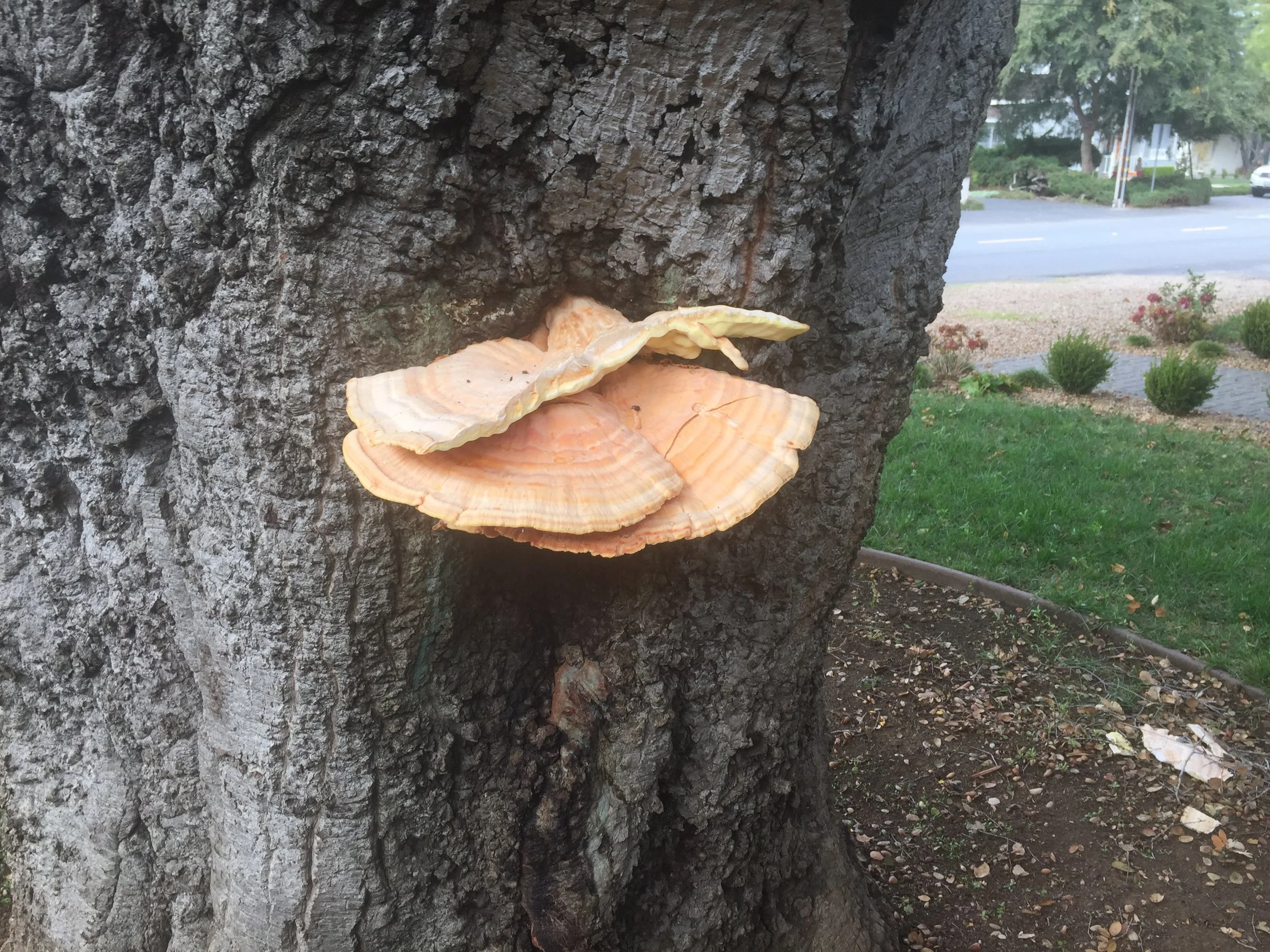 A close-up of a tree with large, orange and beige shelf fungi growing on its trunk, with a park and street visible in the background.