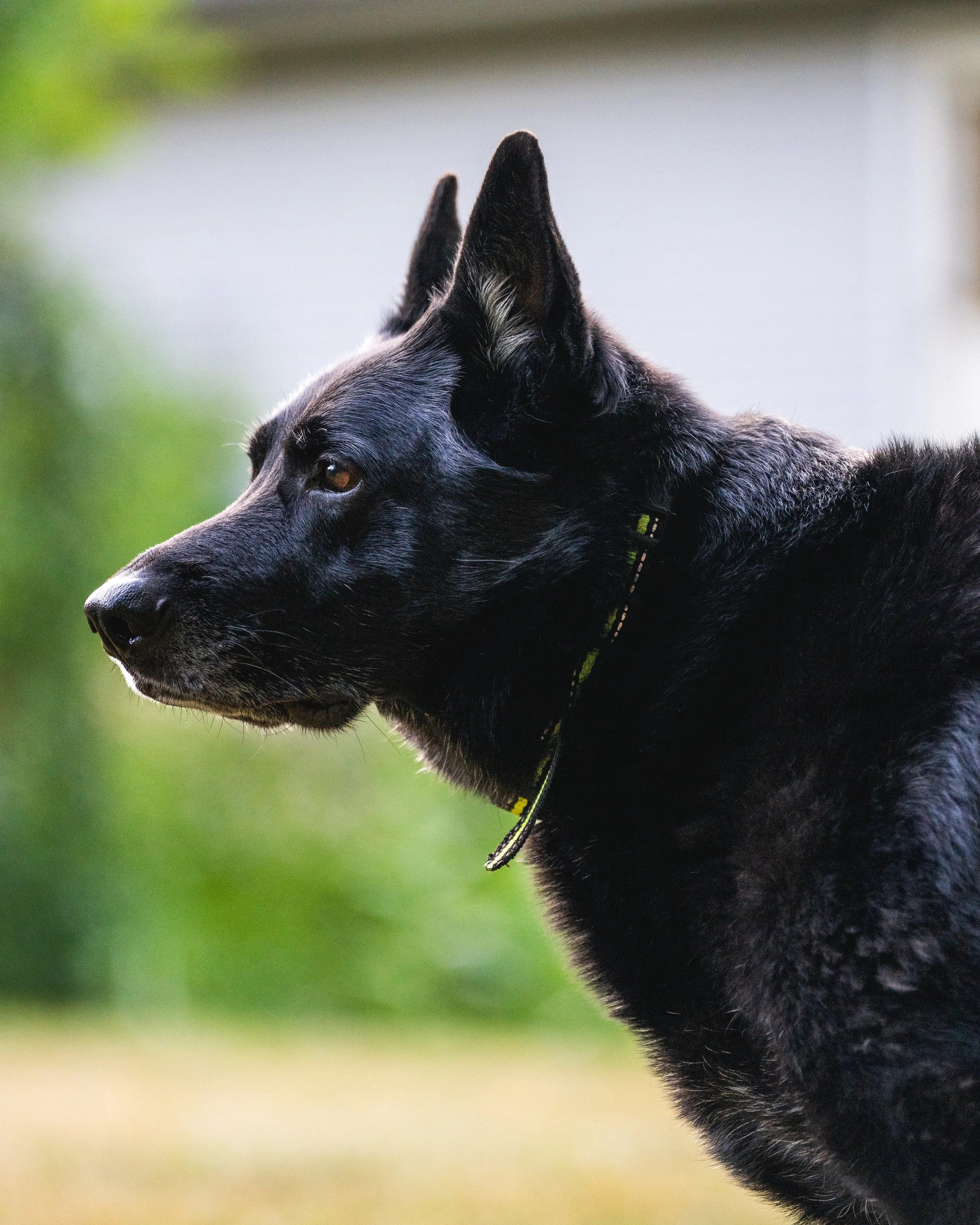 Onyx the German Shepherd